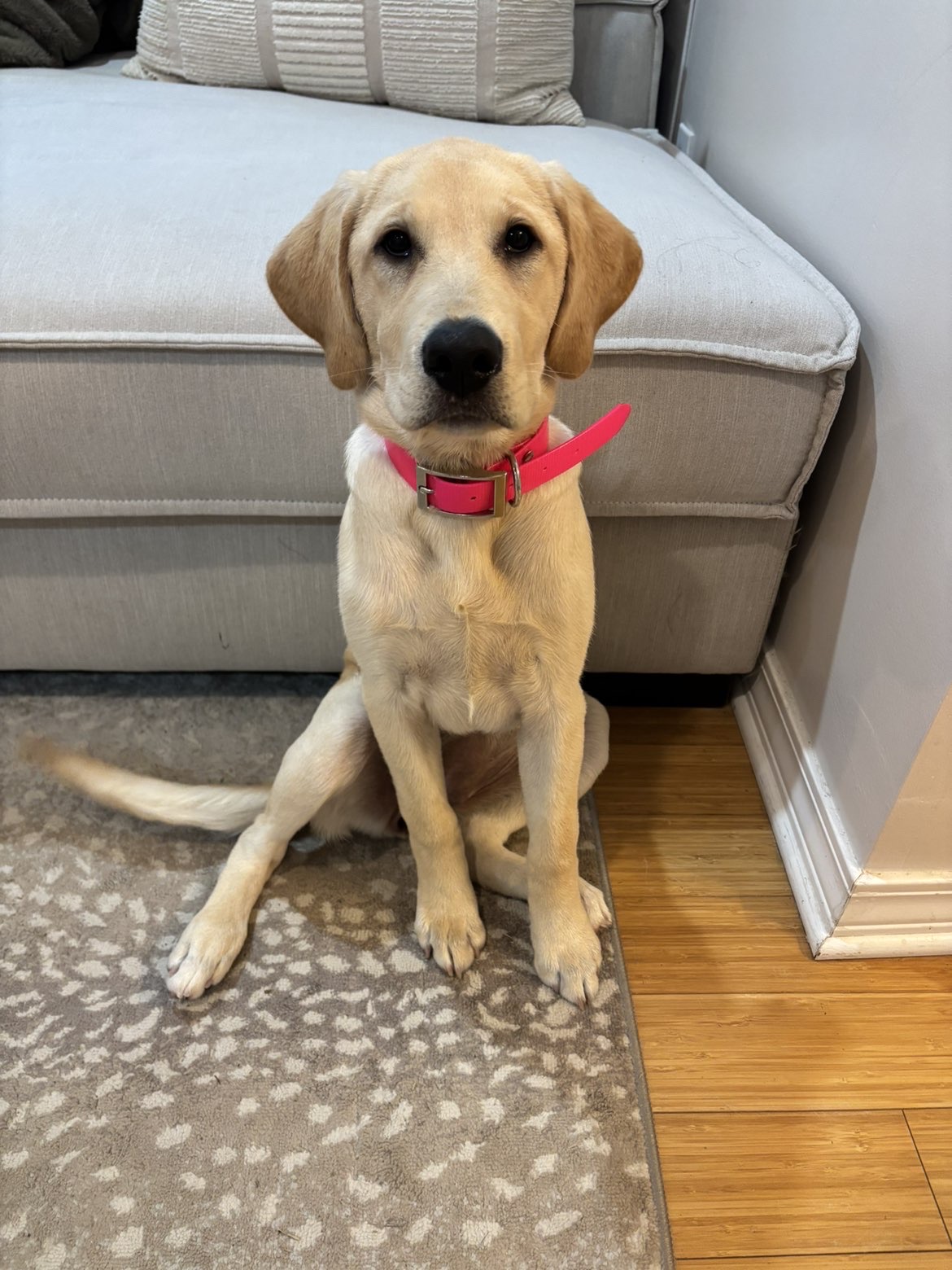 Millie Passman - Labrador Retriever