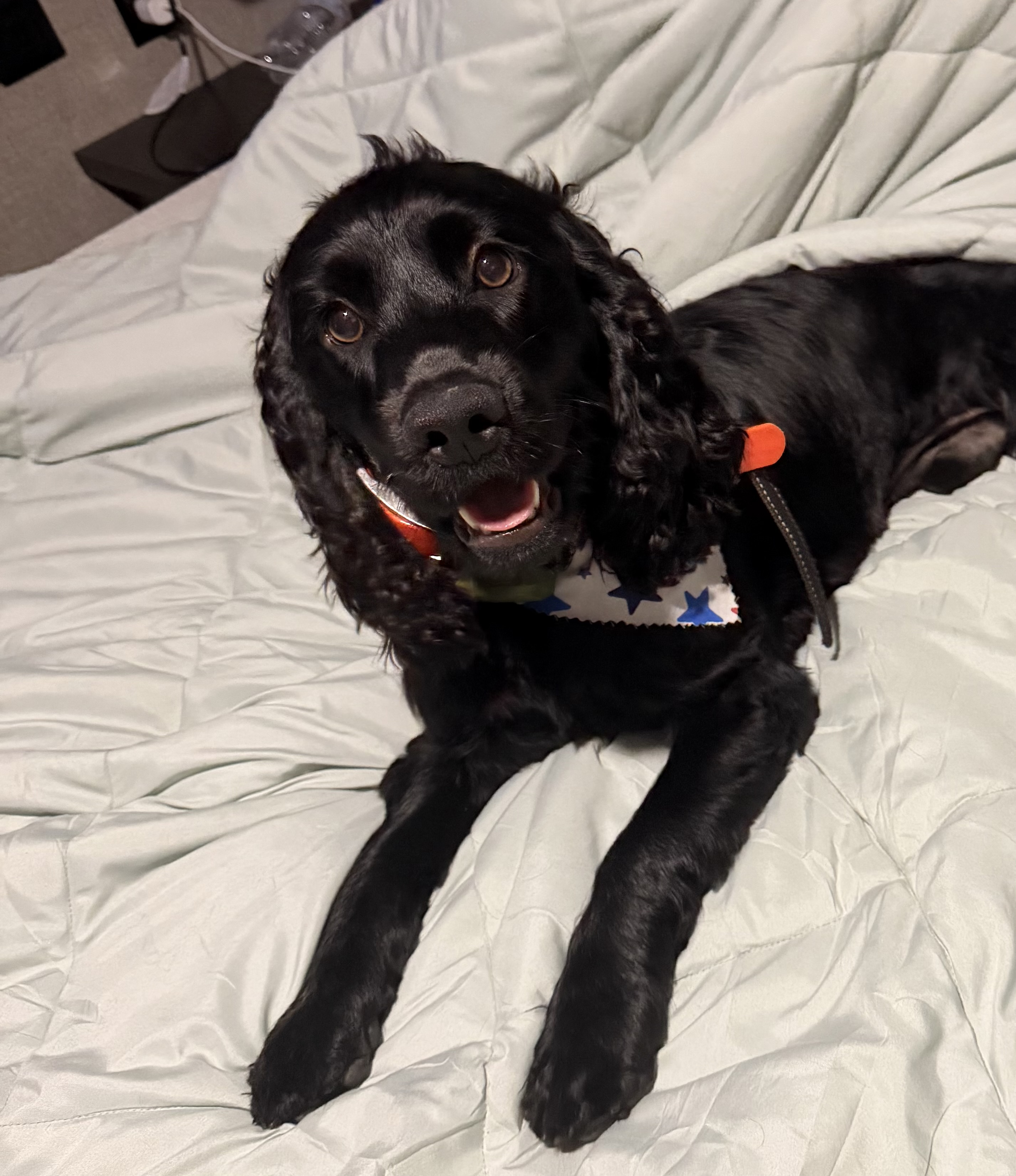 Drake - Boykin Spaniel