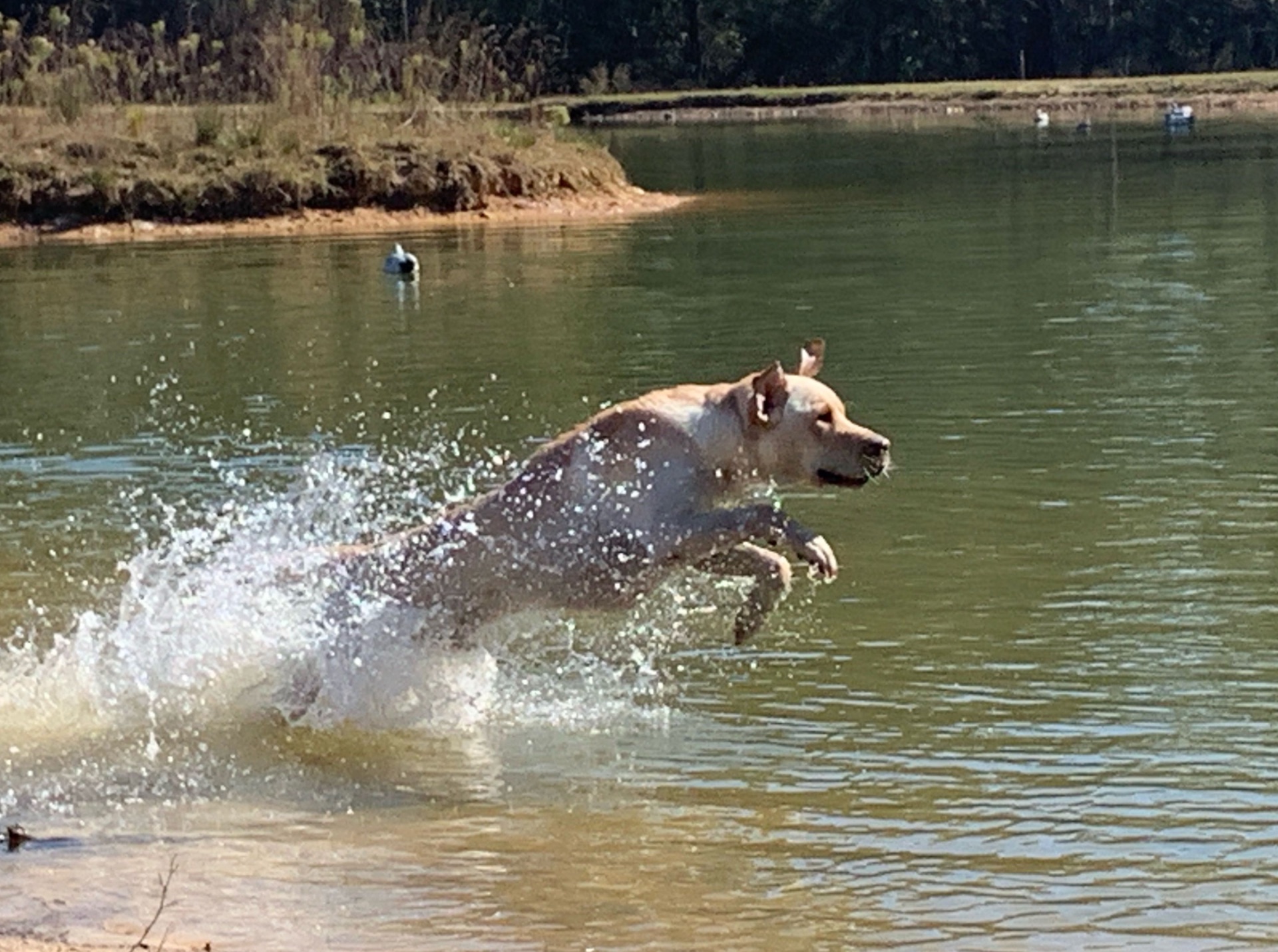 Lincoln "ELITE BALNAGUARD THUNDER 'LINCOLN'"