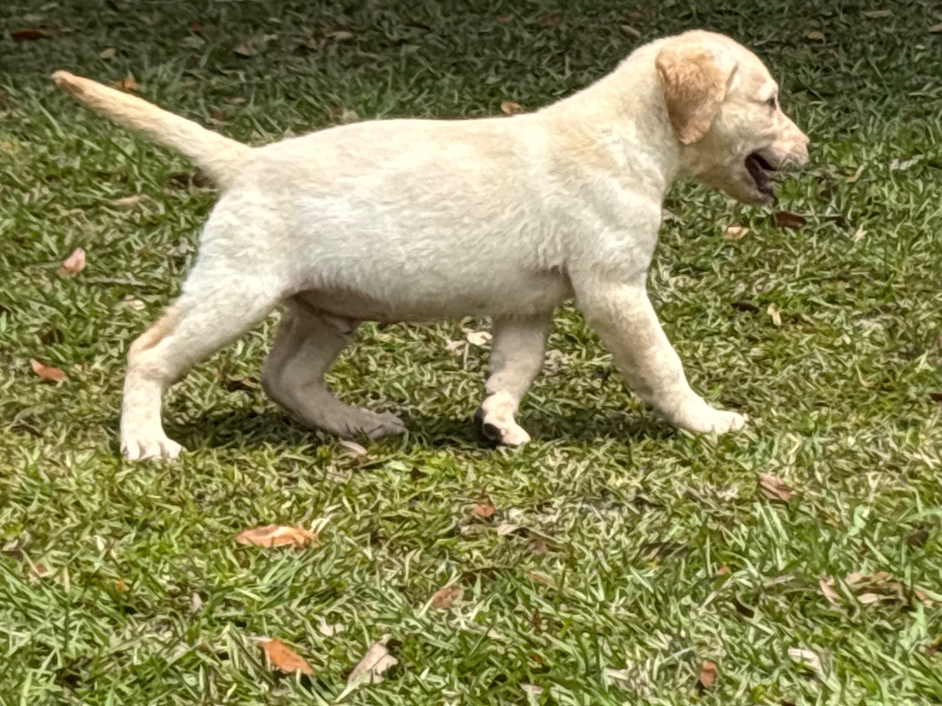 Mateo 26 photo 7