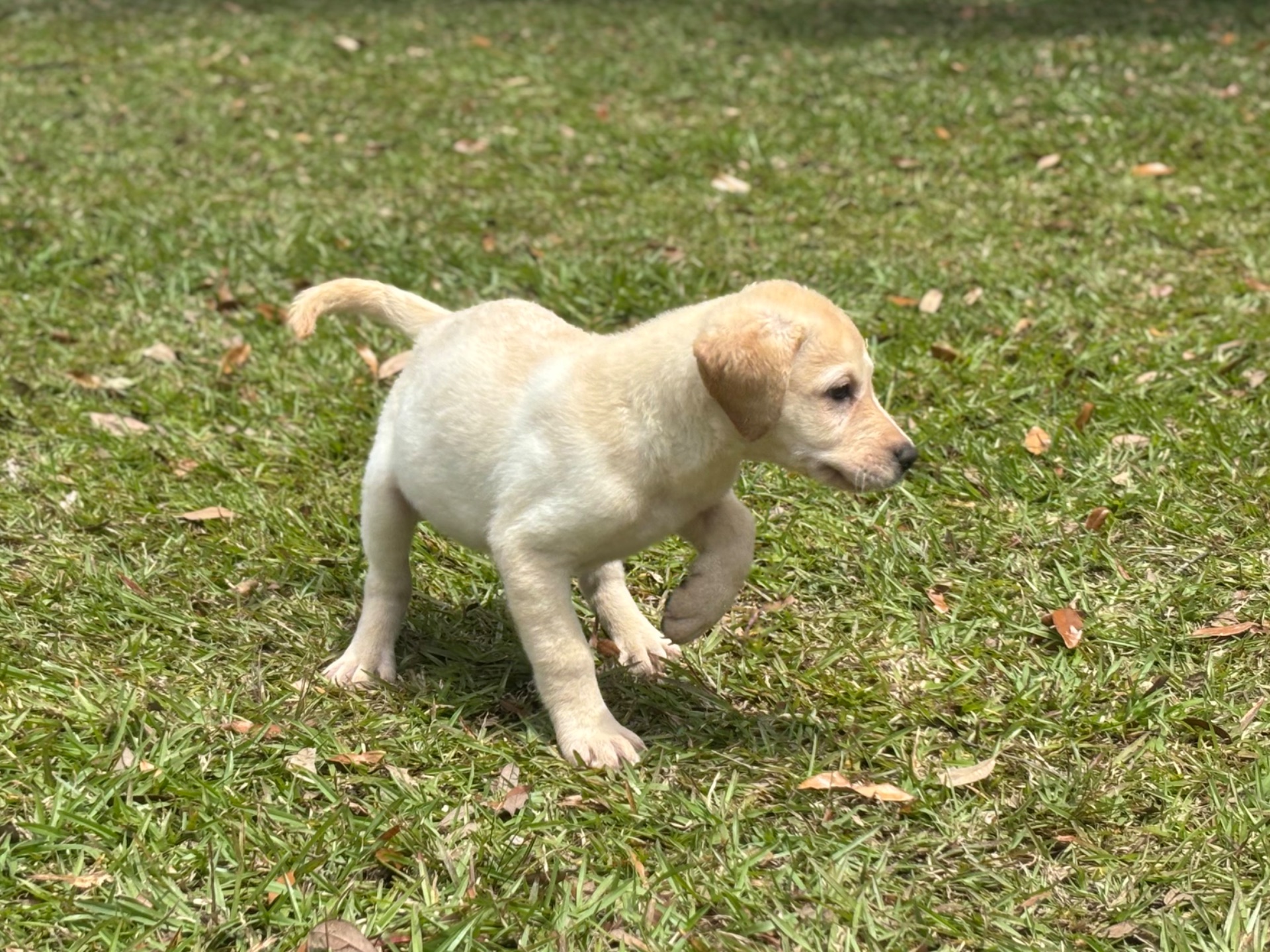 Mateo 26 photo 10