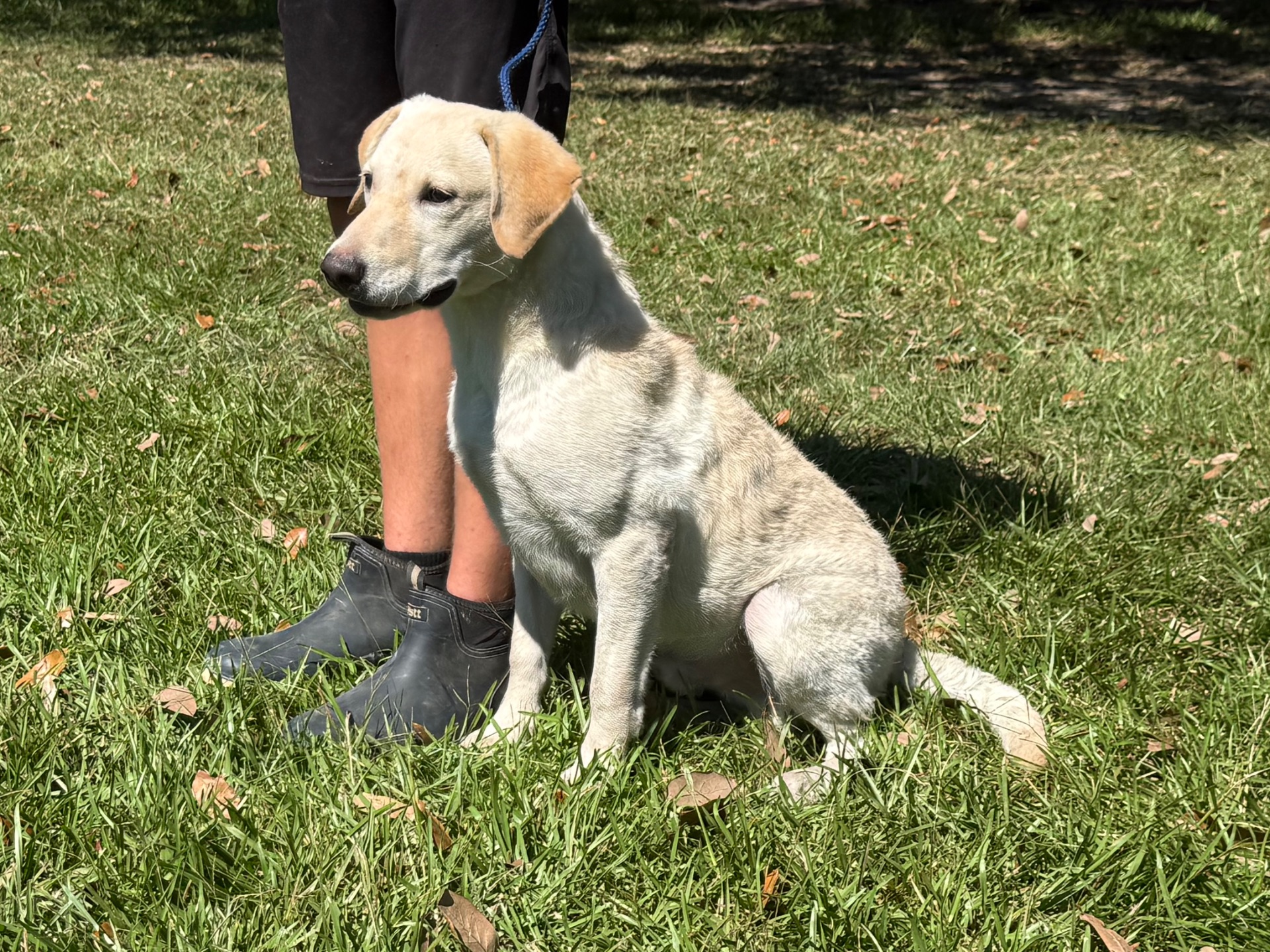 Tucker 26, Labrador Retriever