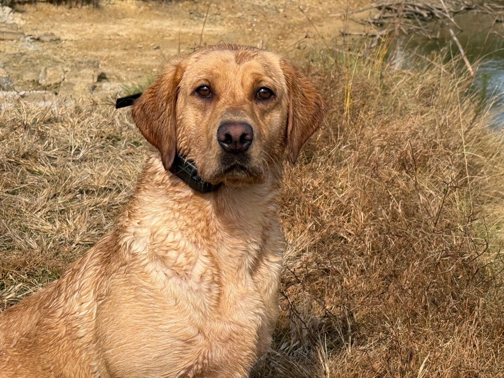 Luna "derrybrick Luna (ireland)" photo 2