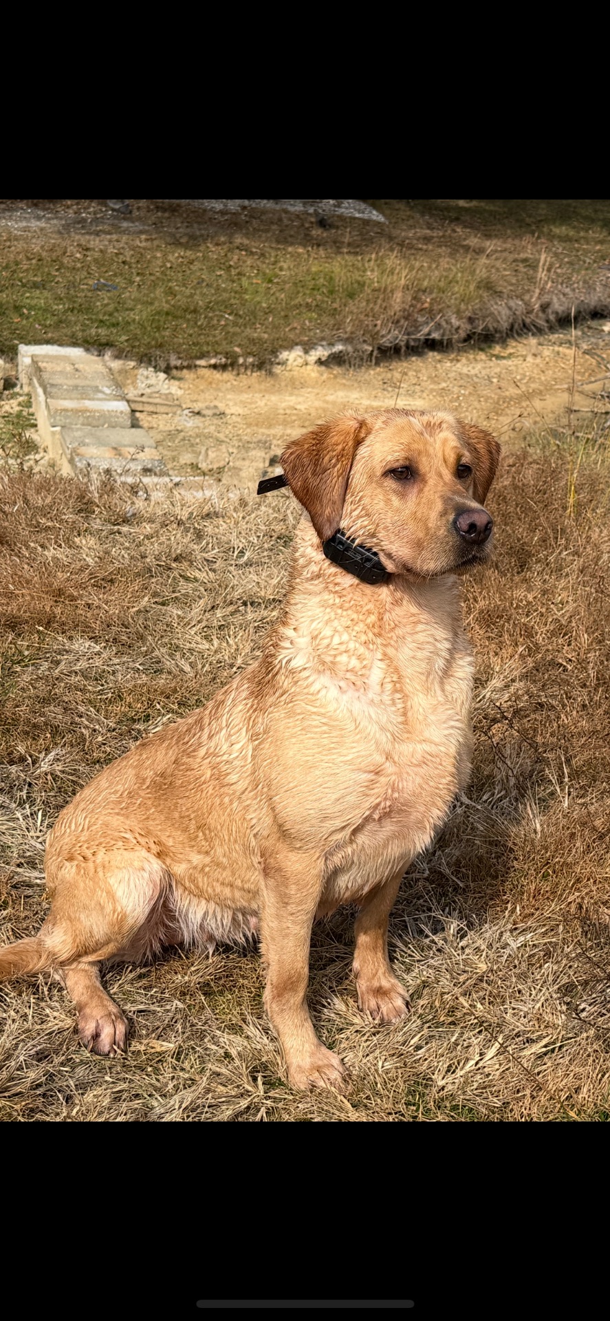 Luna "derrybrick Luna (ireland)" photo 3