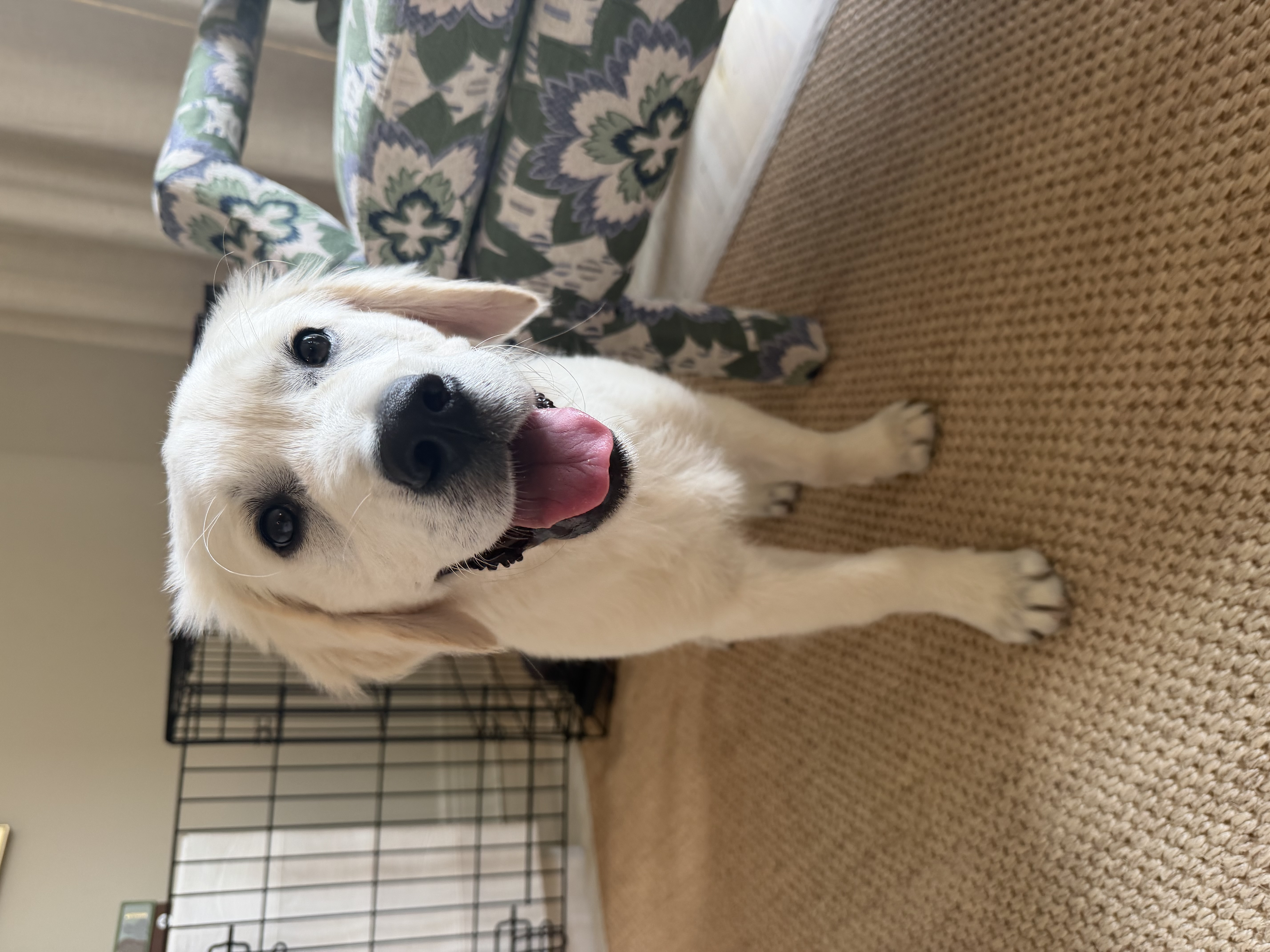 Artie - Golden Retriever