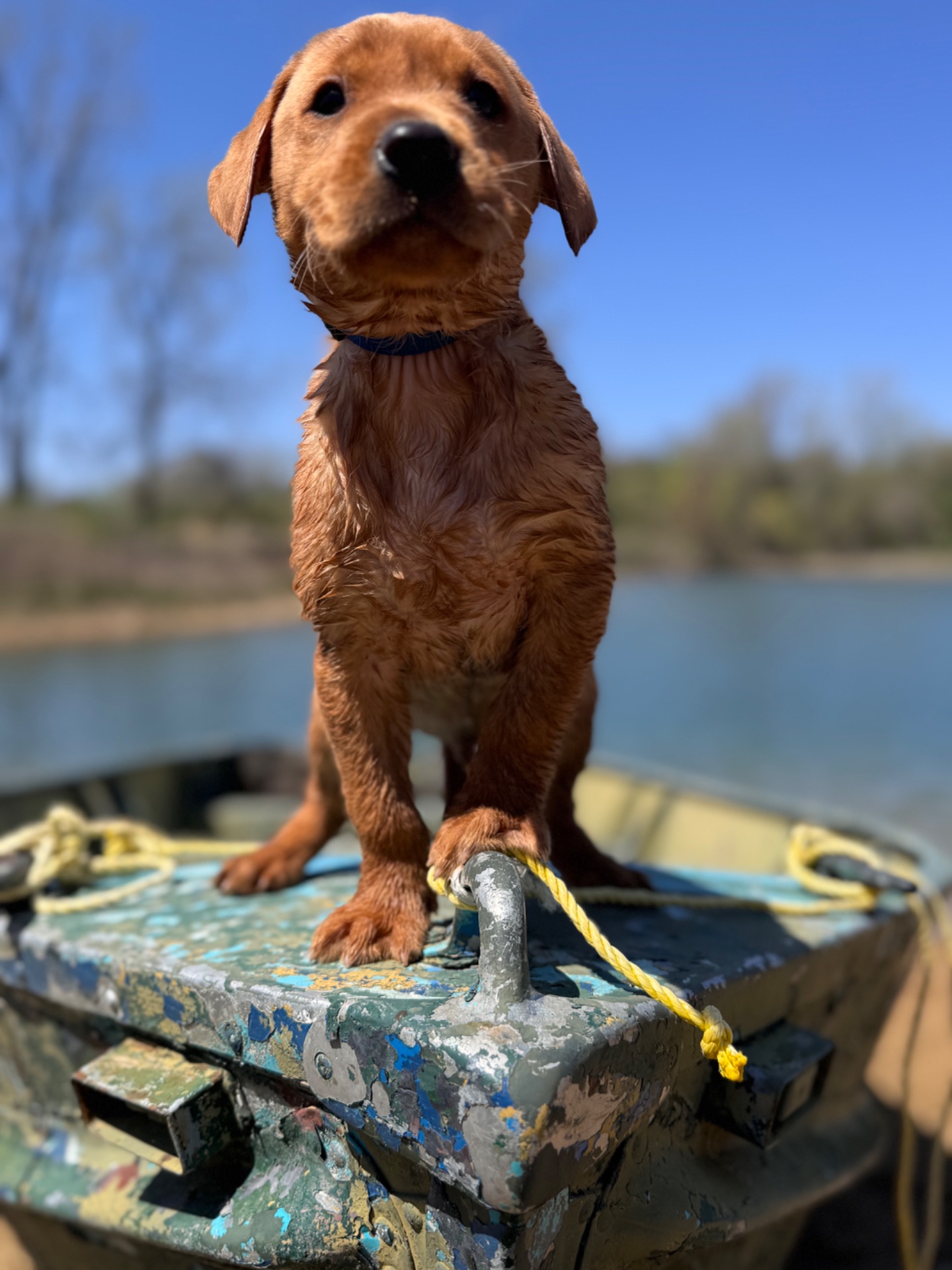 Arlo