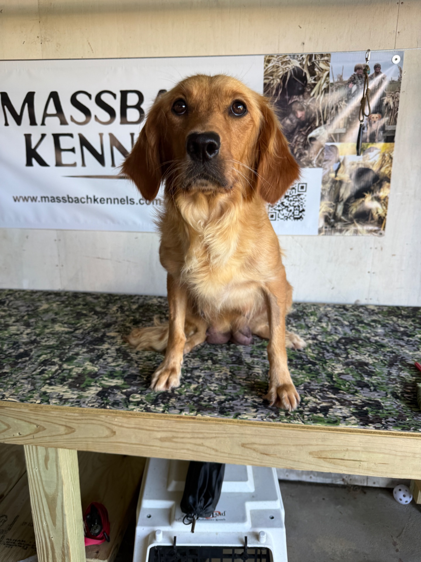 Lainey - Massbachs Ultras Cyclone Ridge