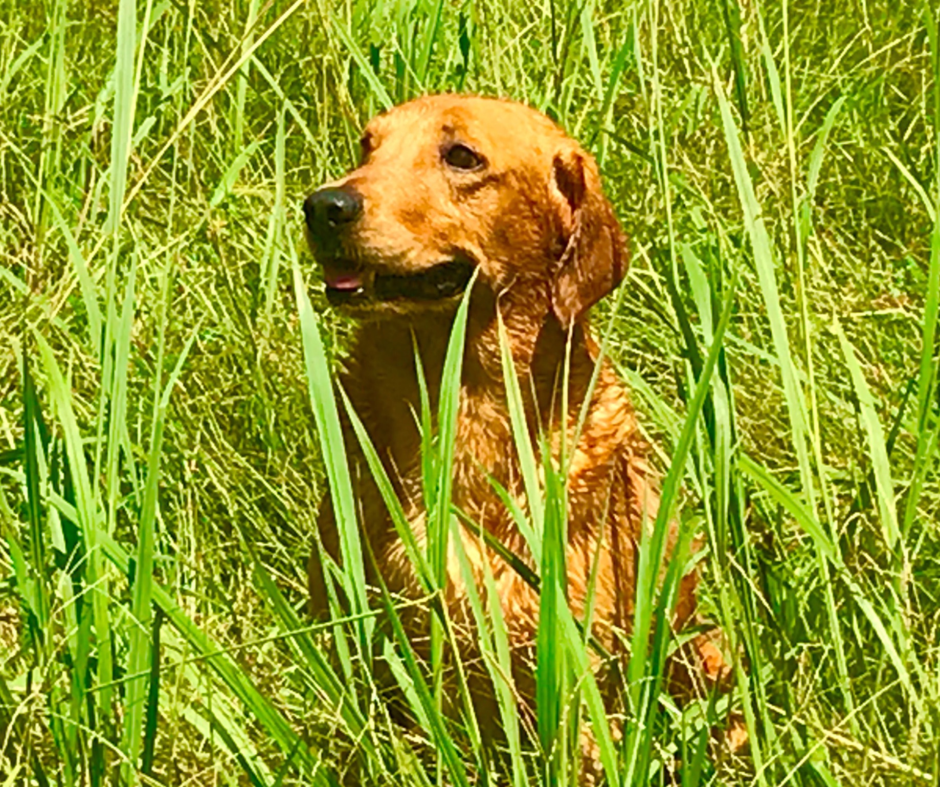 Red "ACES REDFOX OF DIABLO"