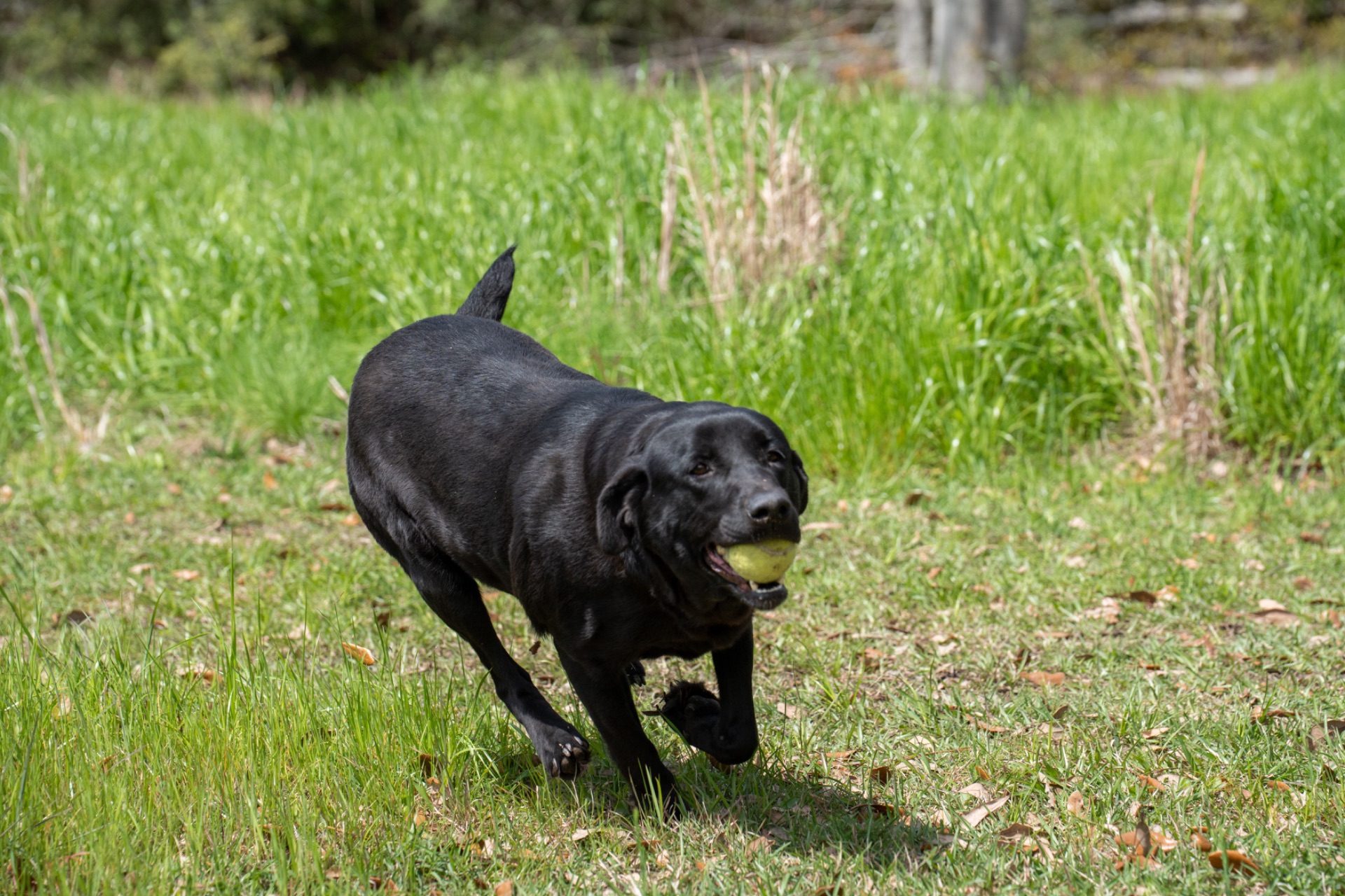 Belle B " Ace's Blue Belle Of Goose" photo 2