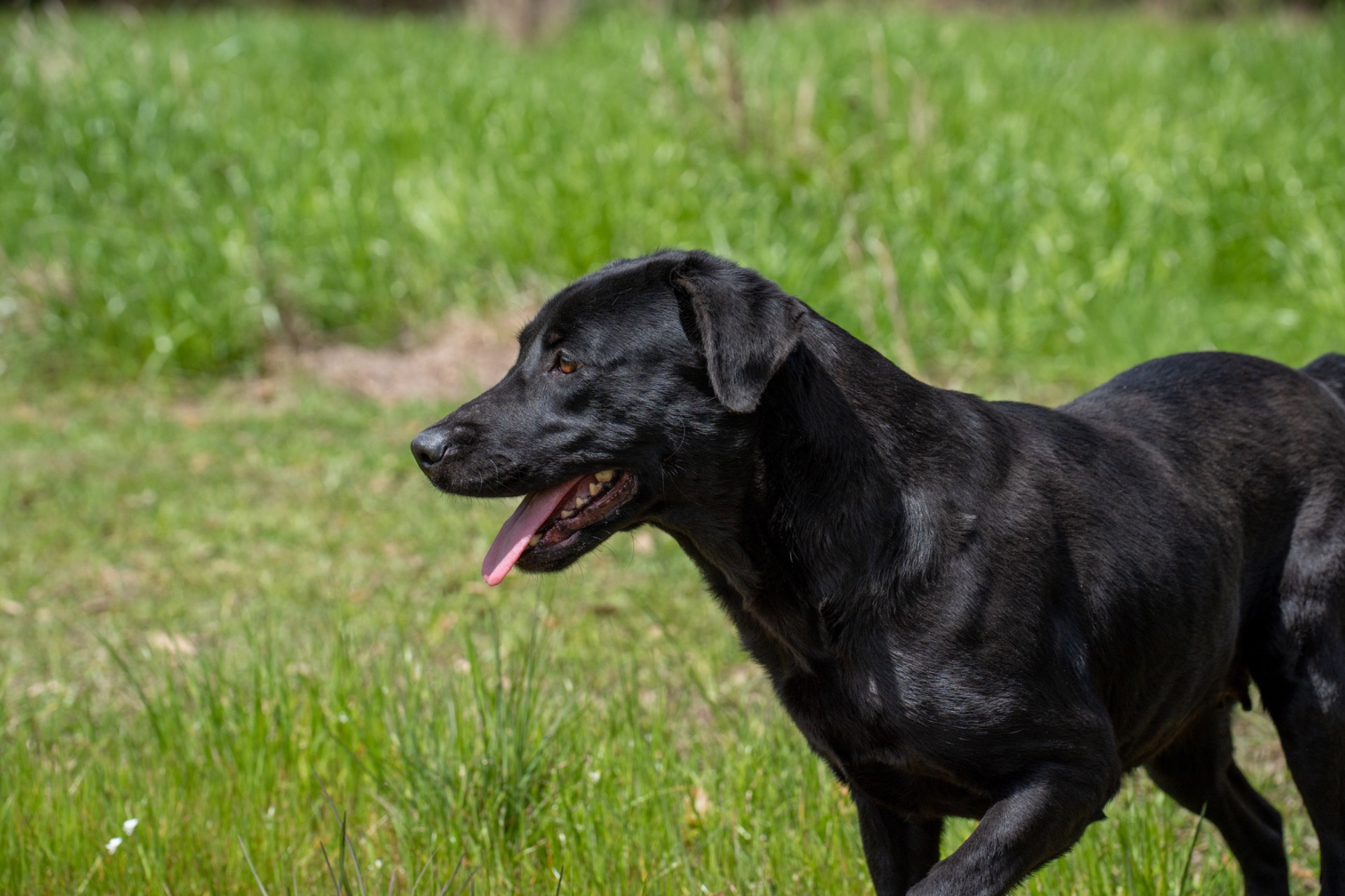 Belle B " Ace's Blue Belle Of Goose" photo 3