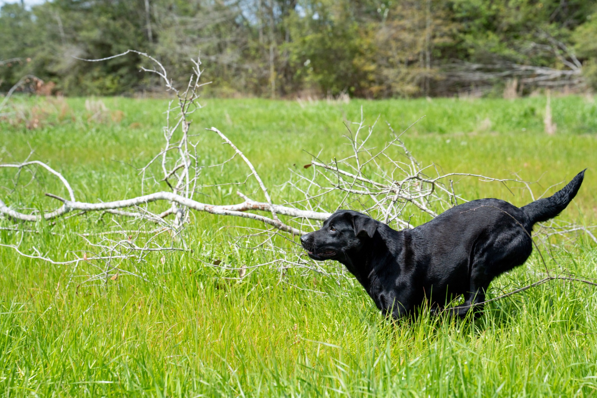 Belle B " Ace's Blue Belle Of Goose" photo 4