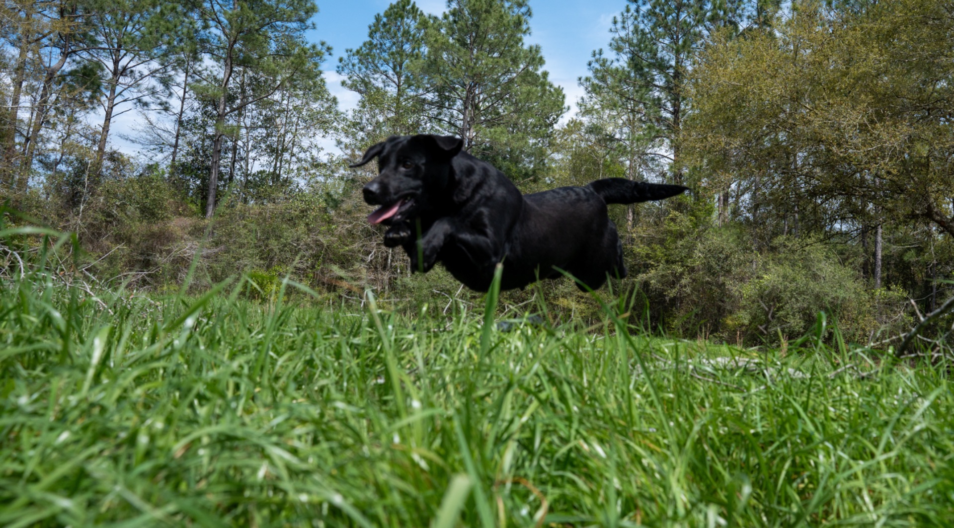 Belle B " Ace's Blue Belle Of Goose" photo 5