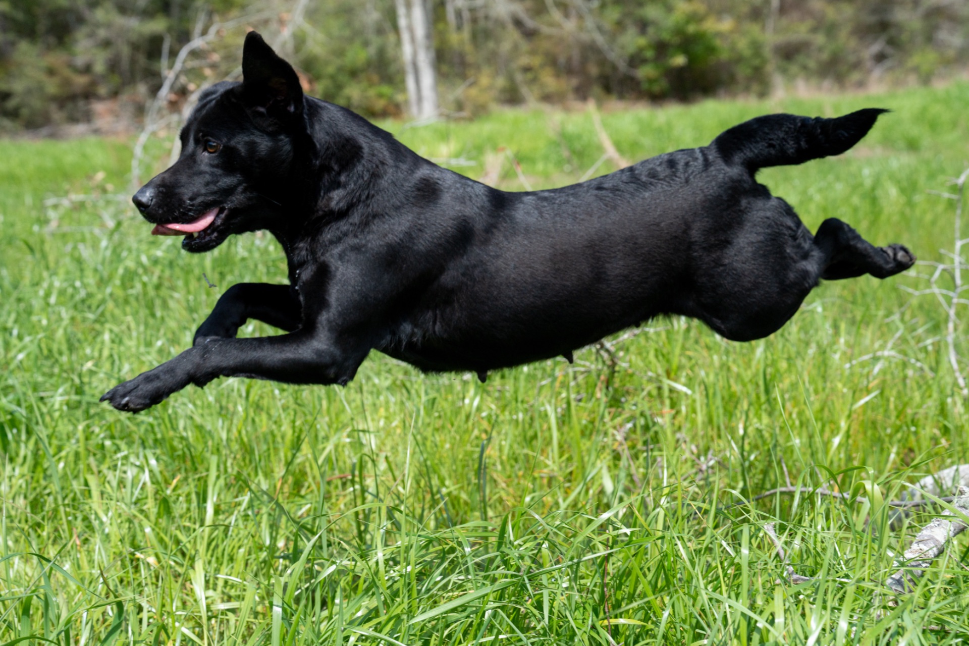 Belle B " Ace's Blue Belle Of Goose"