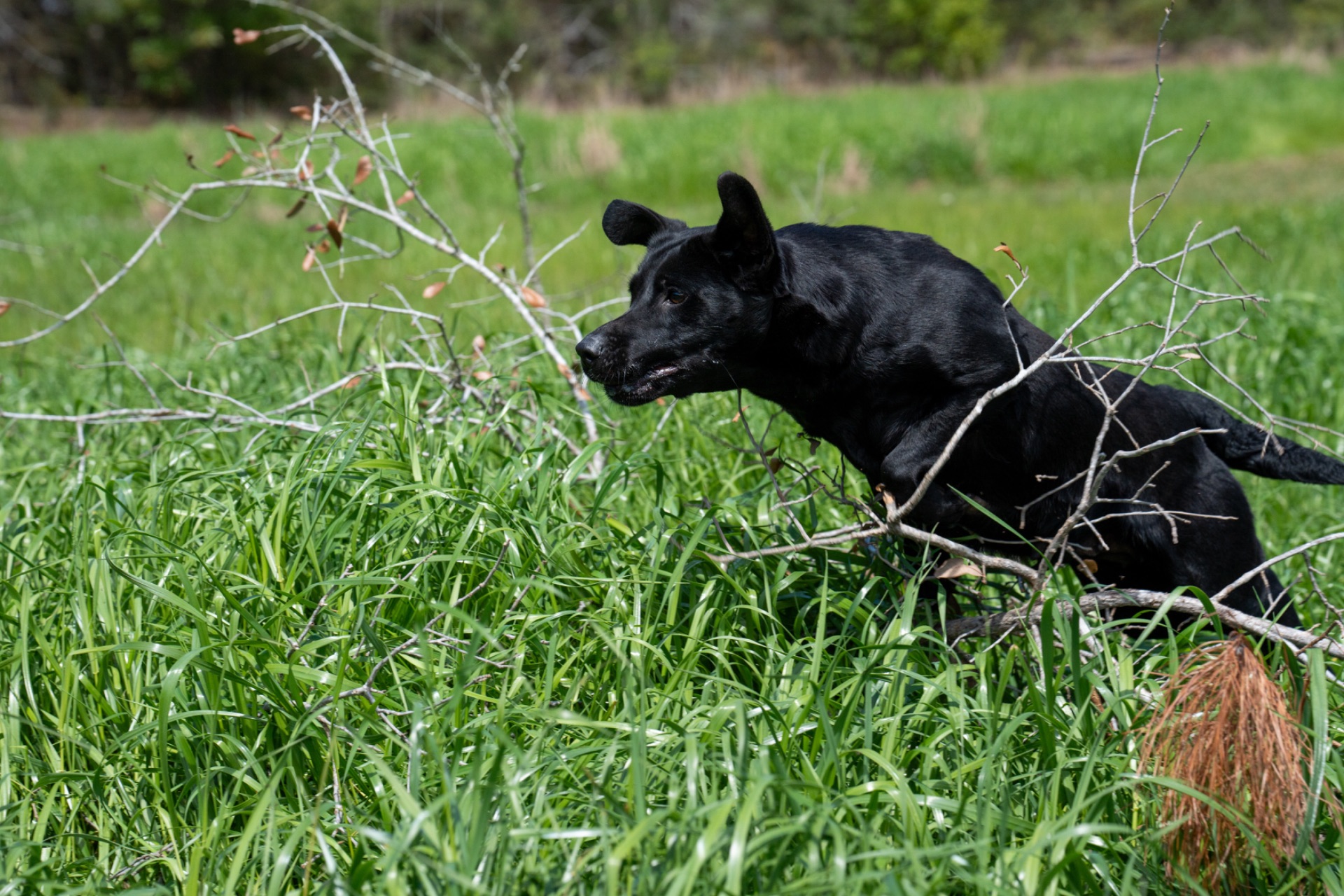 Belle B " Ace's Blue Belle Of Goose" photo 6