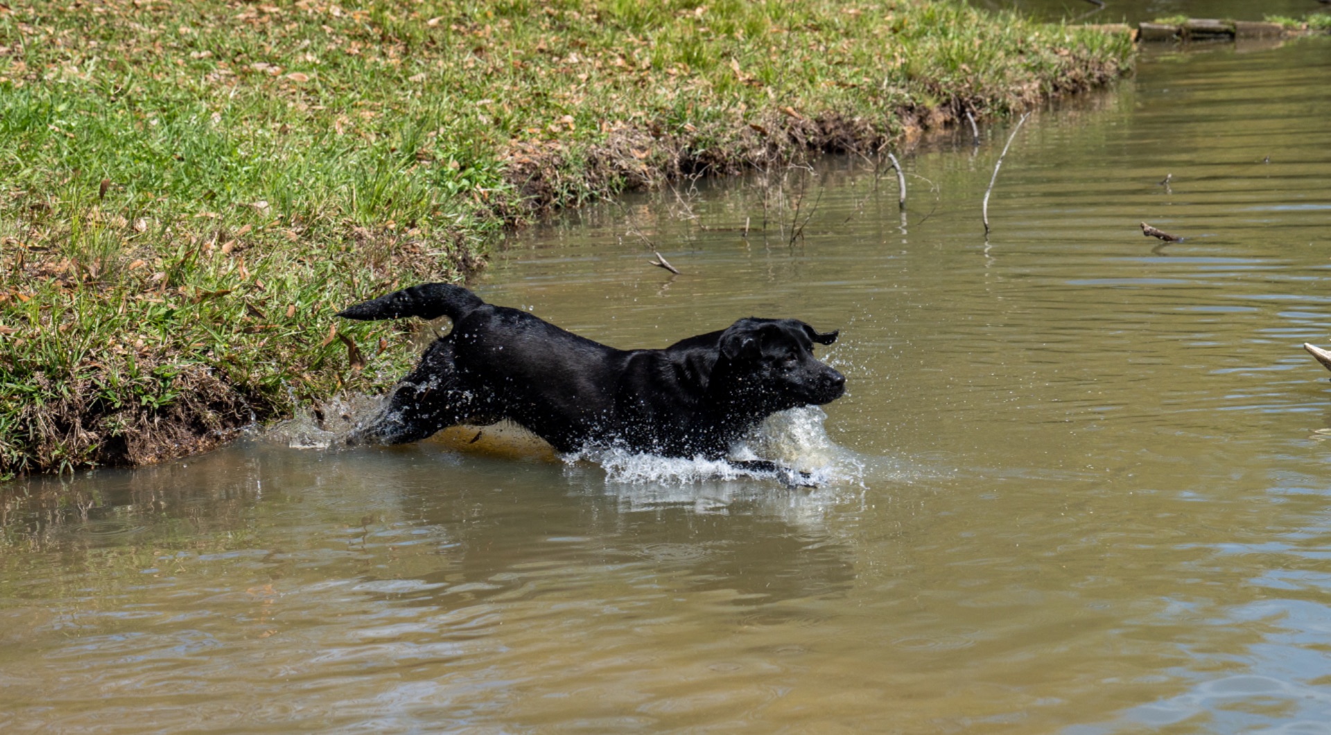 Belle B " Ace's Blue Belle Of Goose" photo 7