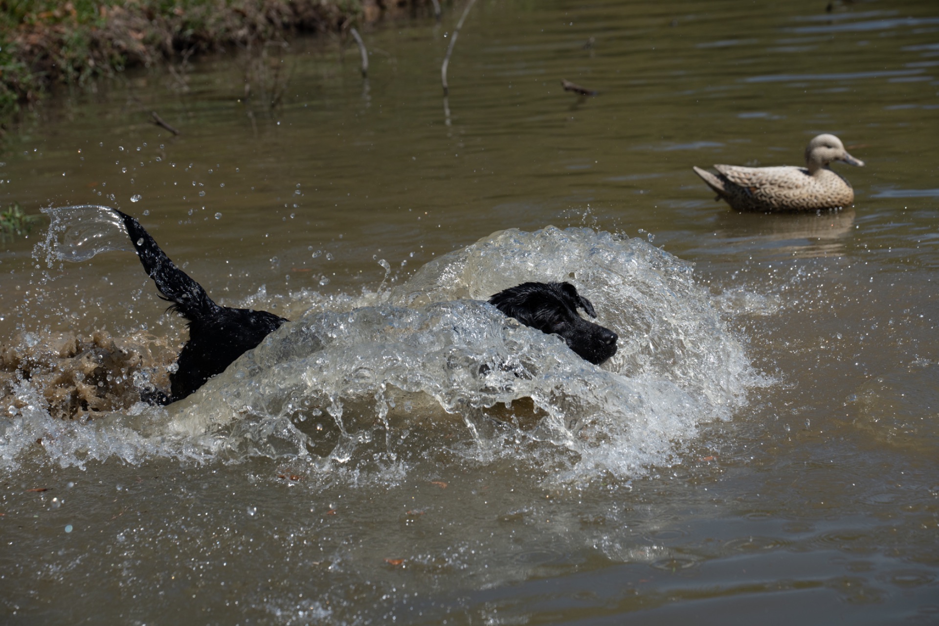 Belle B " Ace's Blue Belle Of Goose" photo 9