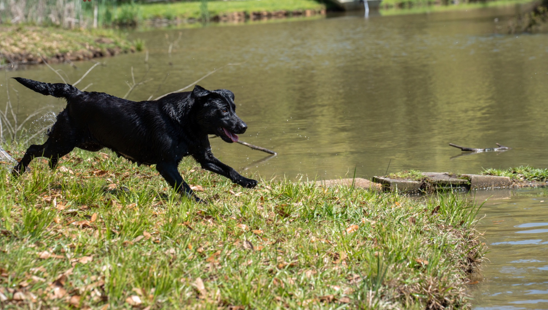 Belle B " Ace's Blue Belle Of Goose" photo 10