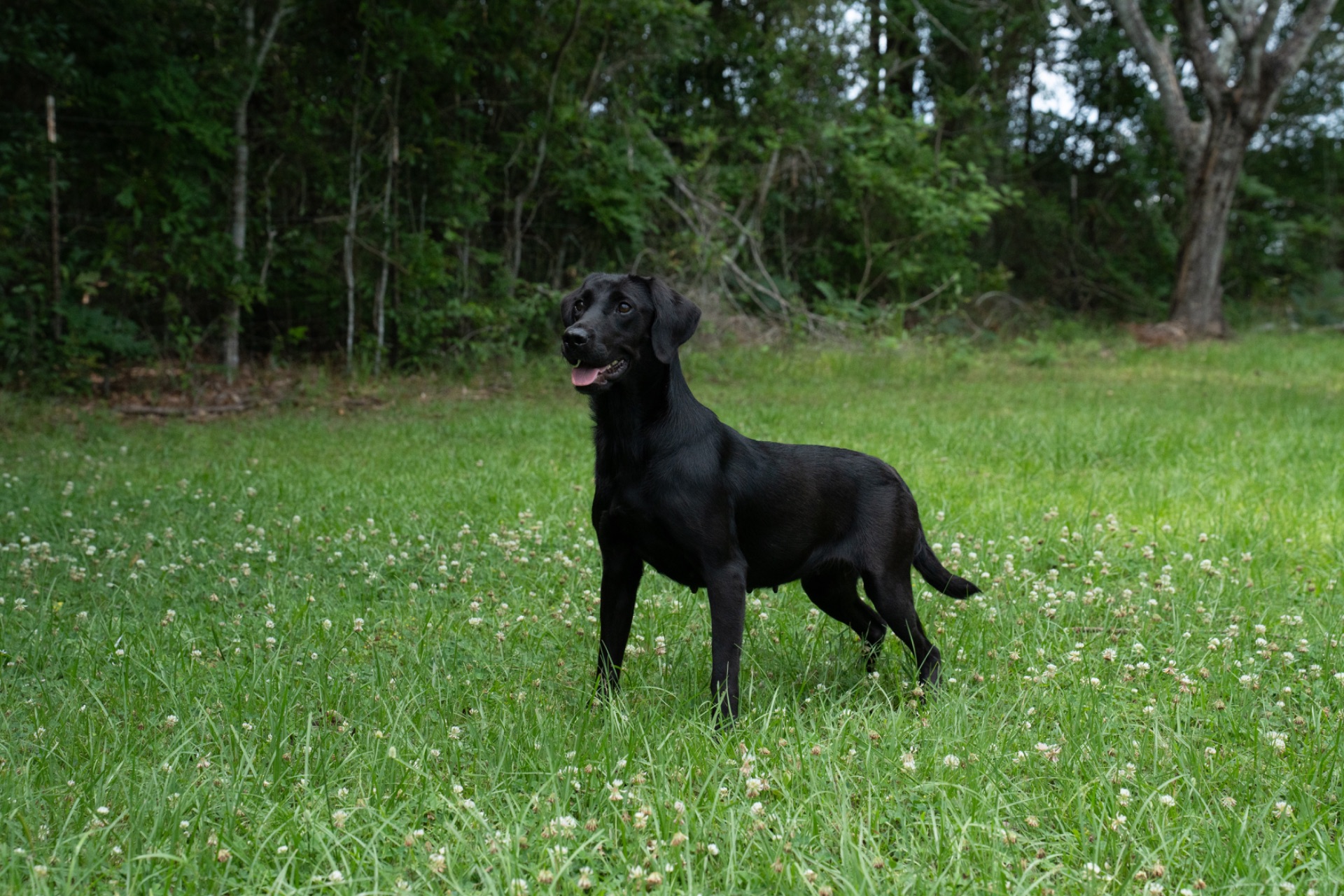 Flash "ace's Flash Of Brookbird Bang"