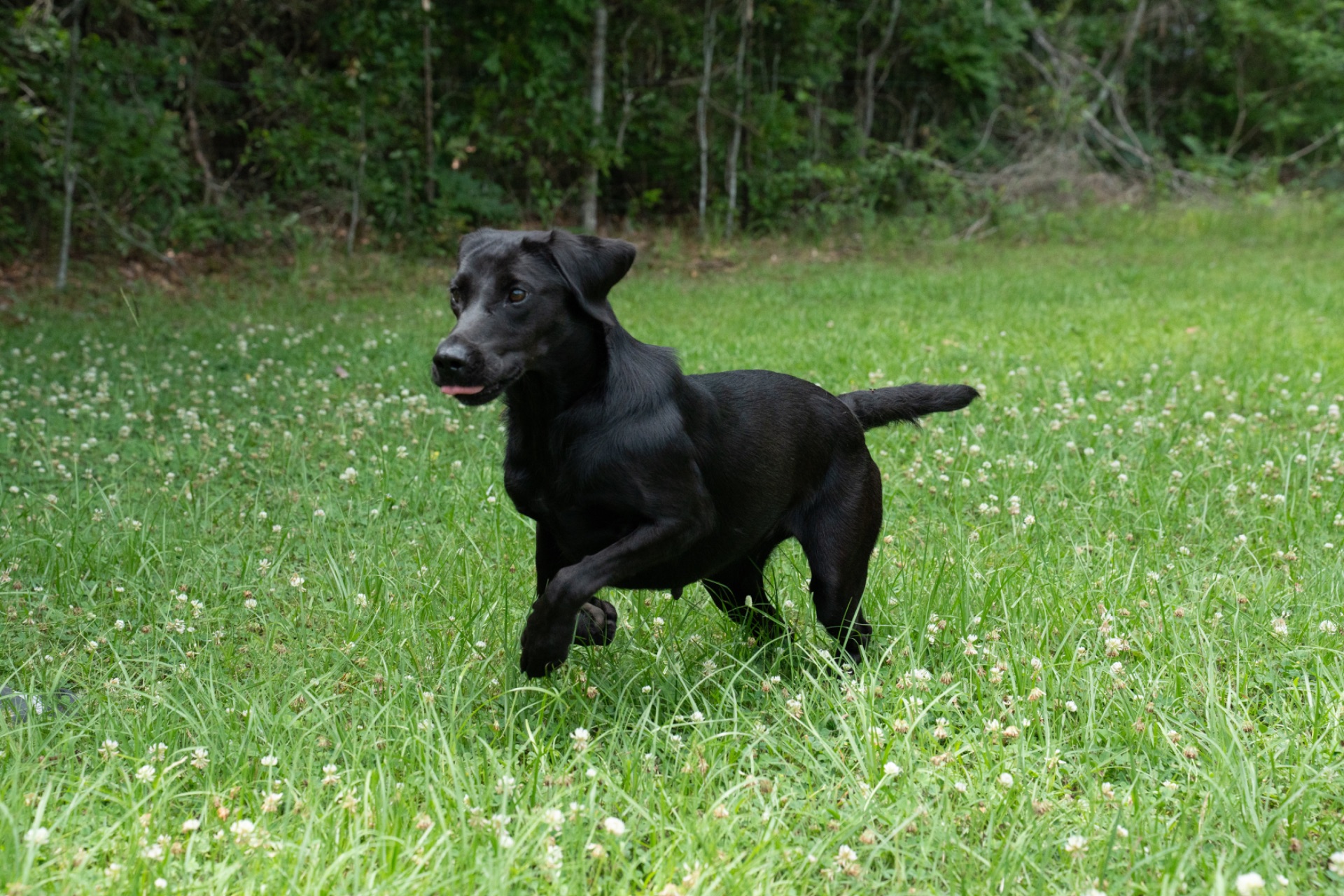 Flash "ace's Flash Of Brookbird Bang" photo 2