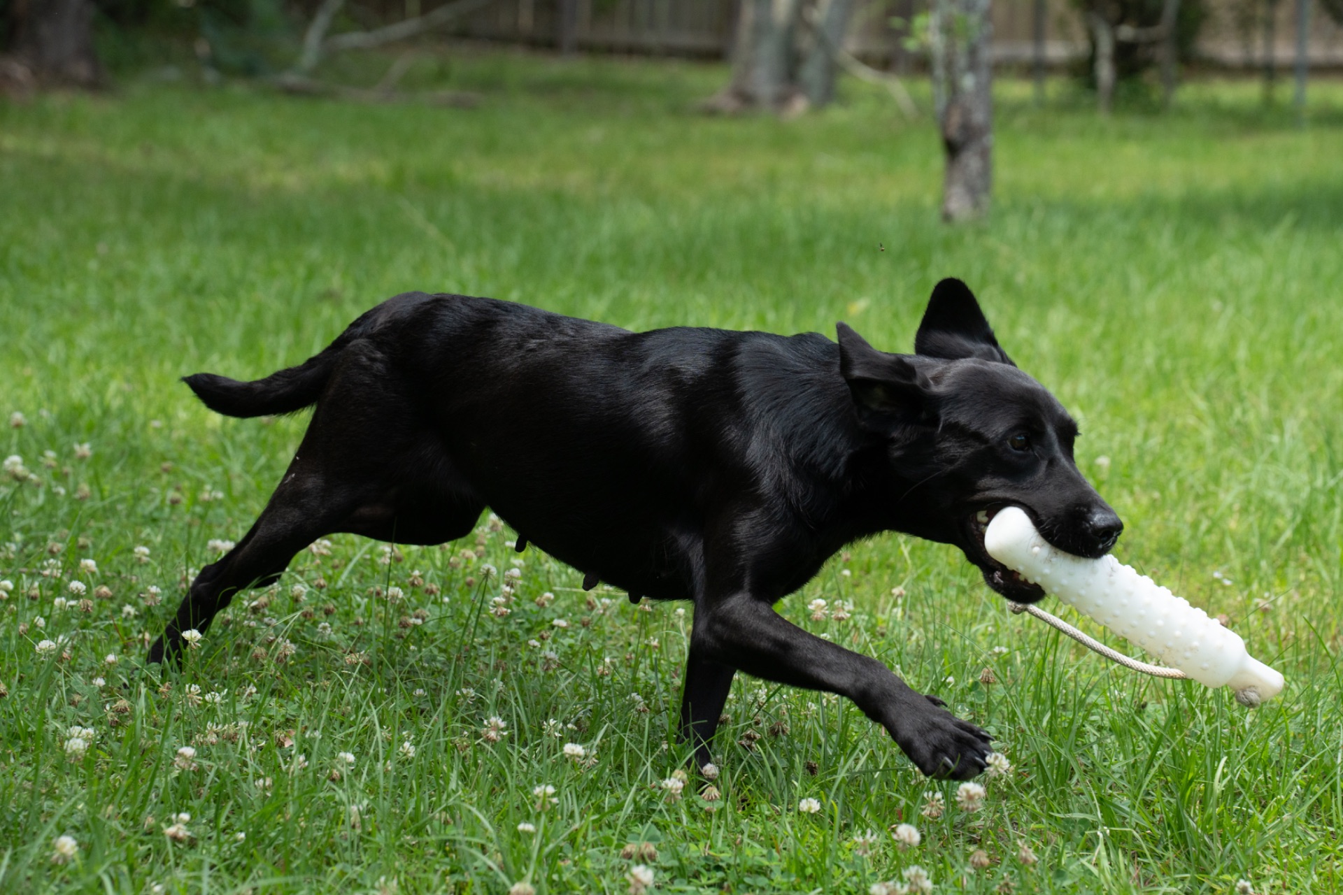Flash "ace's Flash Of Brookbird Bang" photo 3