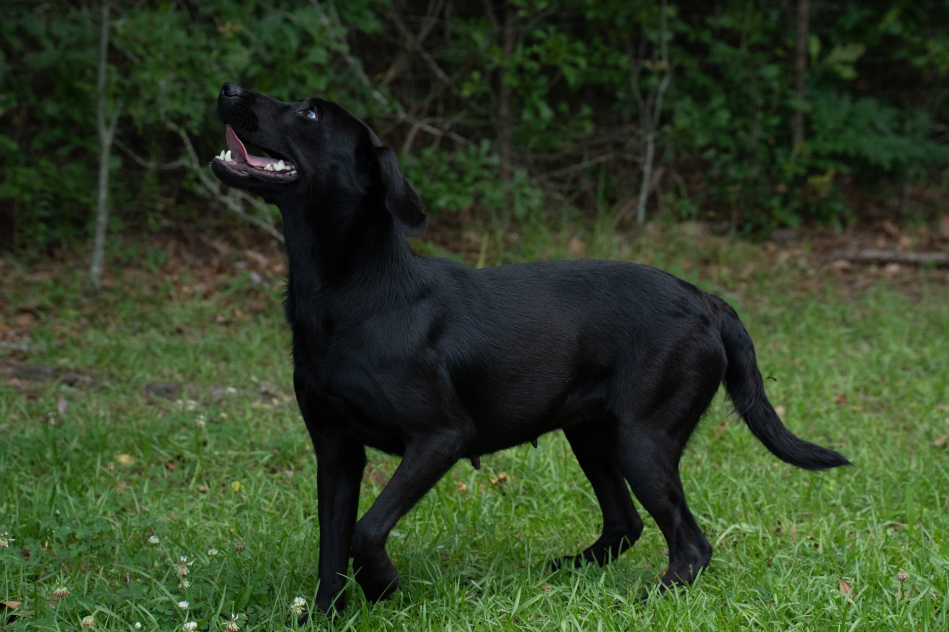 Flash "ace's Flash Of Brookbird Bang" photo 4