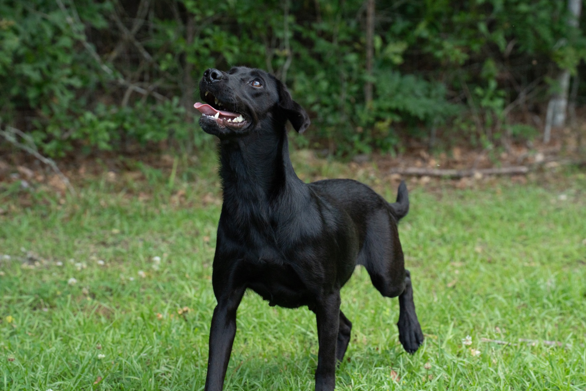 Flash "ace's Flash Of Brookbird Bang" photo 5