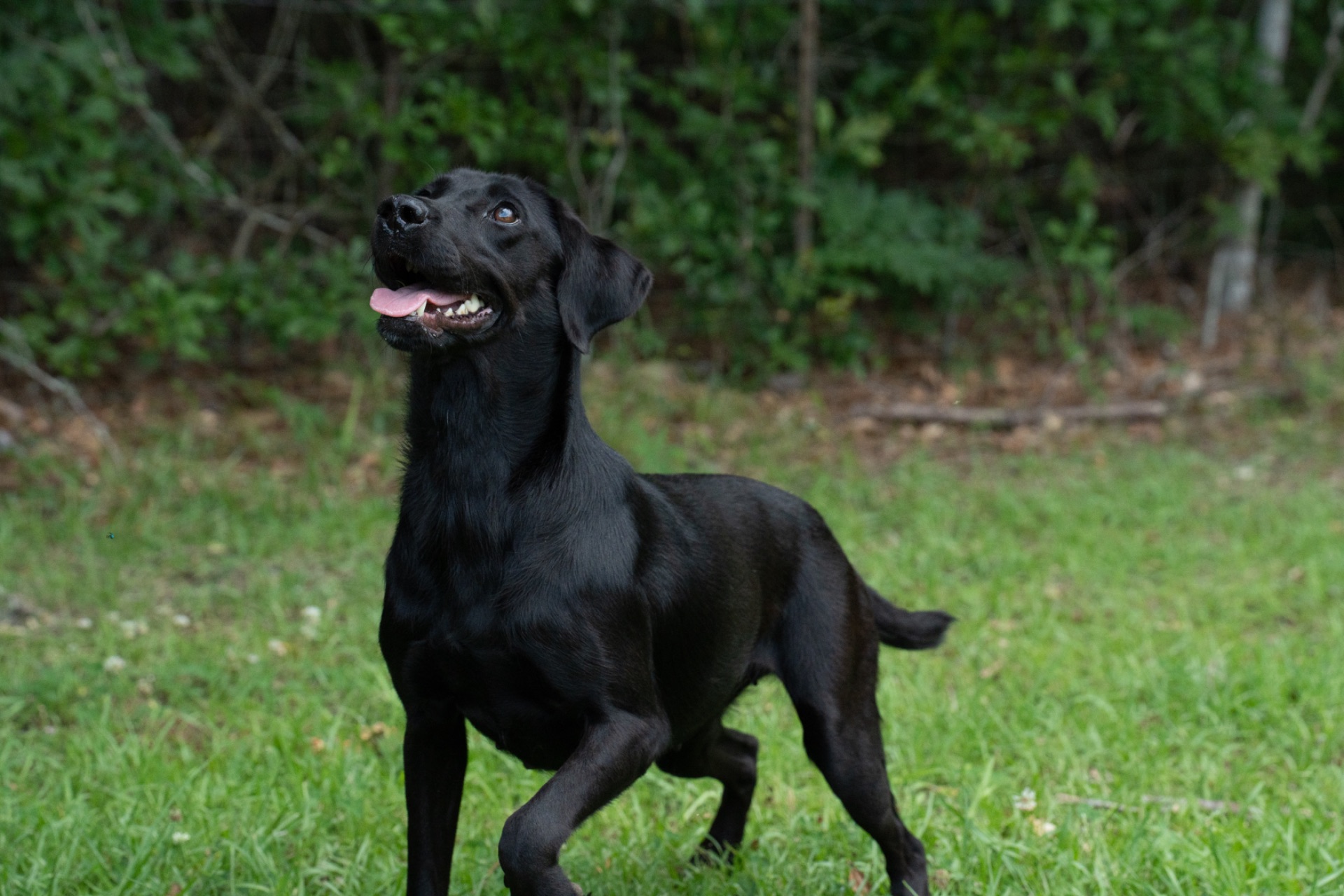 Flash "ace's Flash Of Brookbird Bang" photo 6