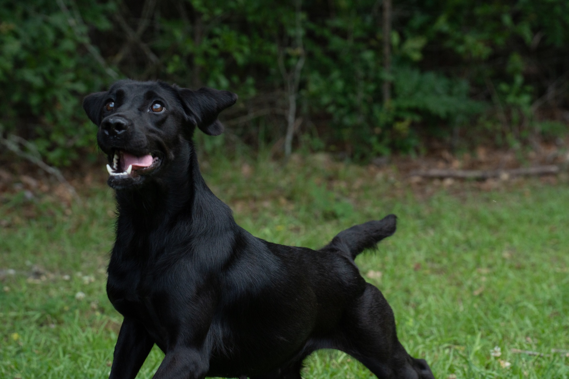 Flash "ace's Flash Of Brookbird Bang" photo 7