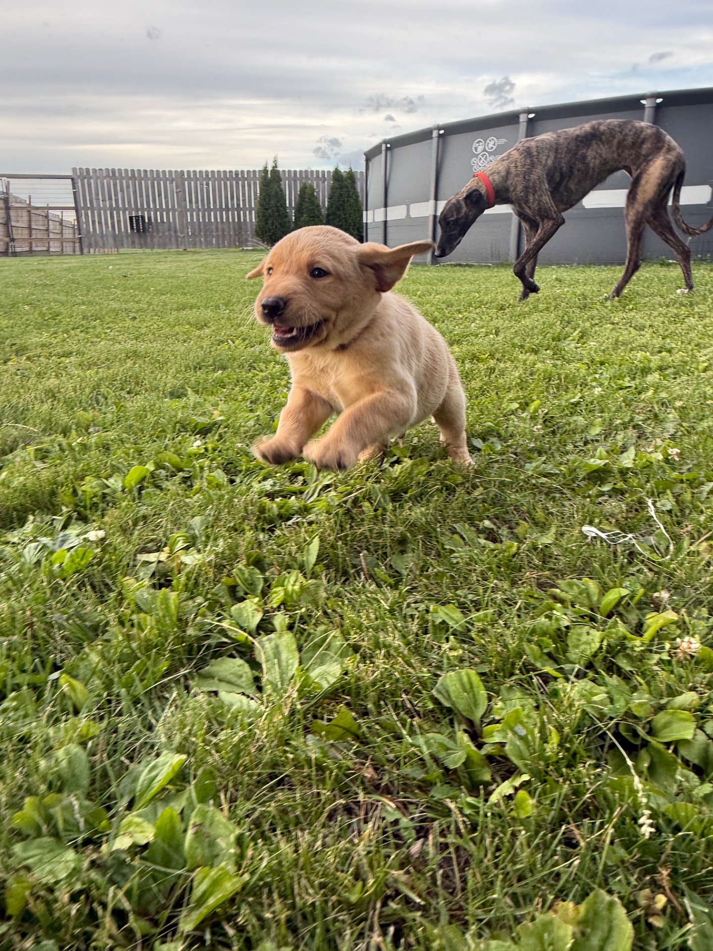 Finn (Red Collar)