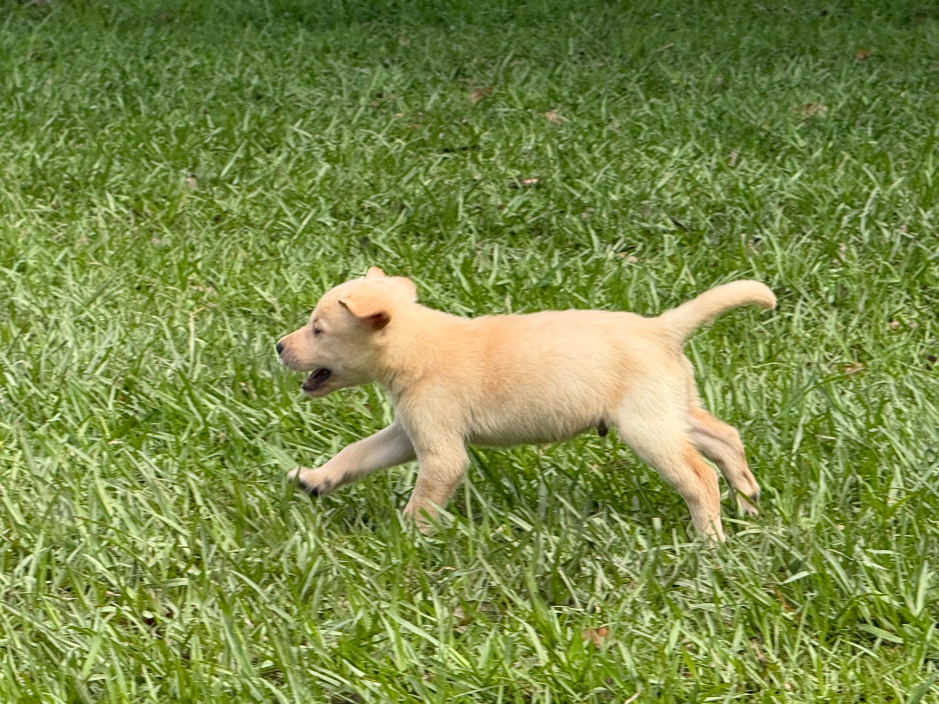 Buck 26 photo 9
