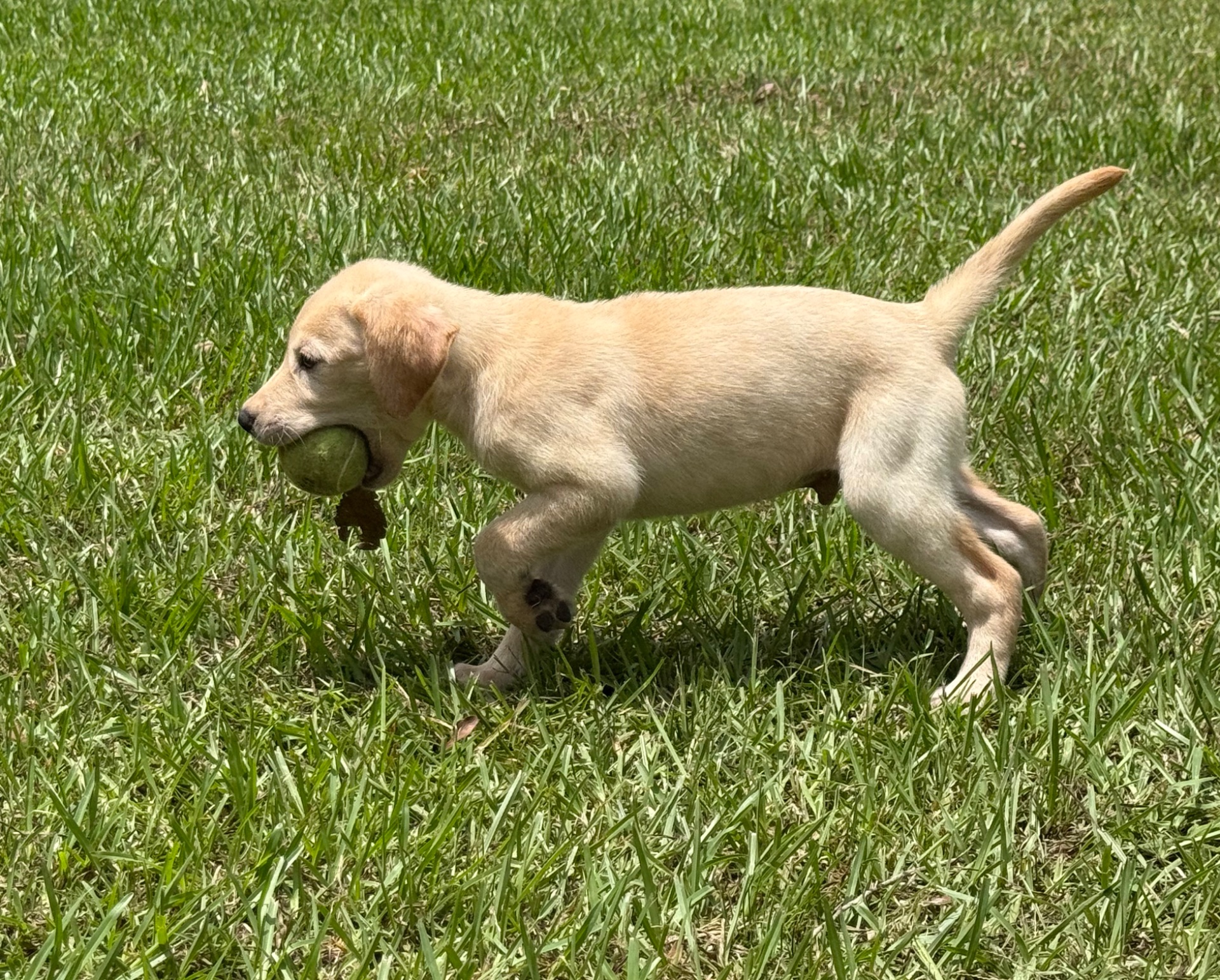 Buck 26 photo 6