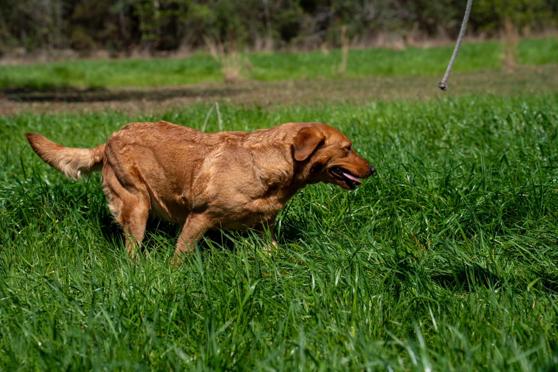 Wigeon Jr "Ace's Wigeon Jr of Redfox" photo 2