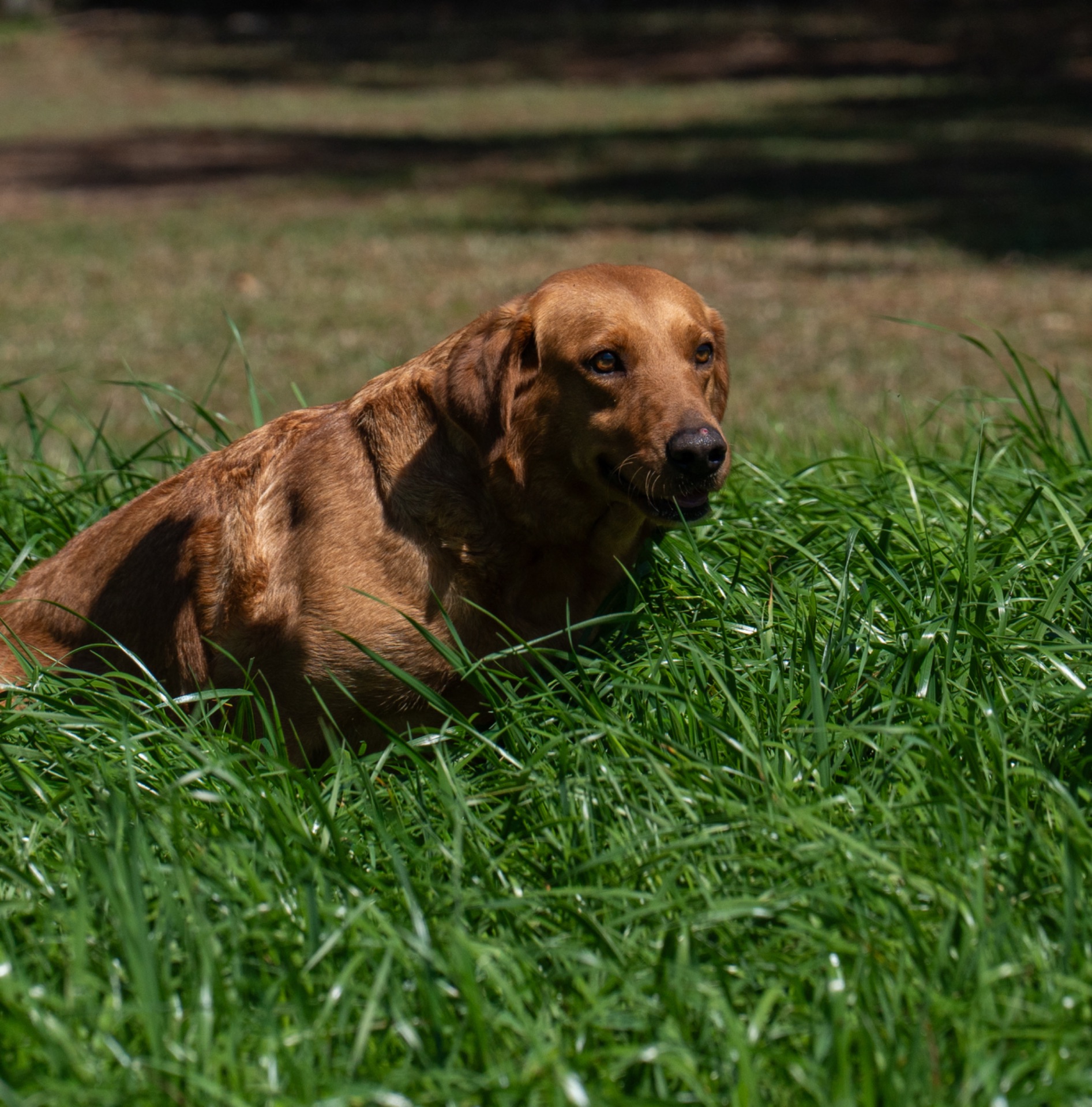 Wigeon Jr "Ace's Wigeon Jr of Redfox" photo 3