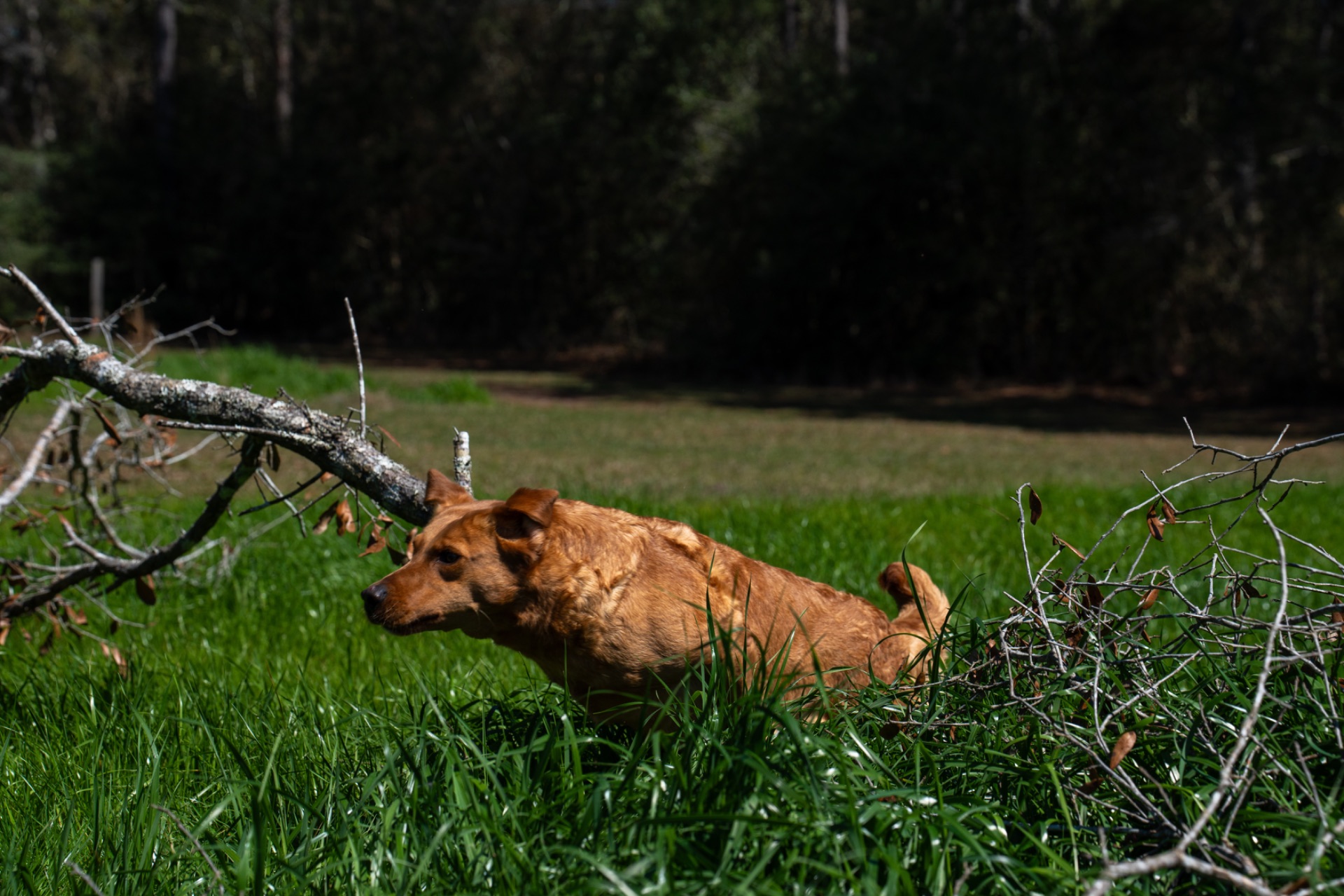 Wigeon Jr "Ace's Wigeon Jr of Redfox" photo 4