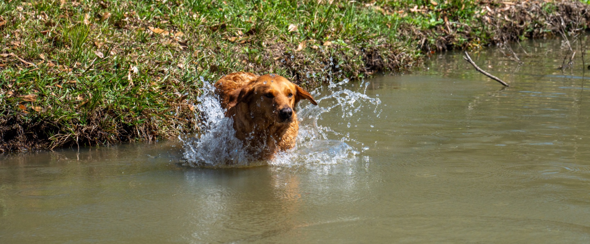 Wigeon Jr "Ace's Wigeon Jr of Redfox" photo 6