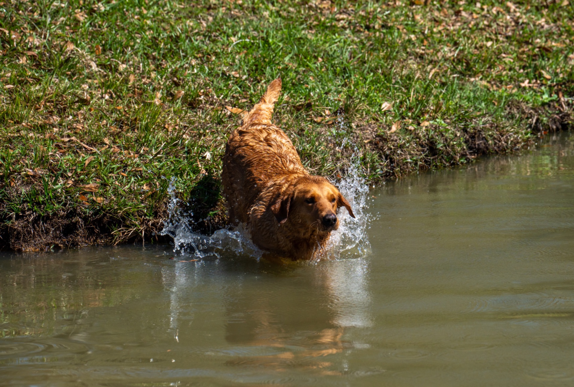 Wigeon Jr "Ace's Wigeon Jr of Redfox" photo 7