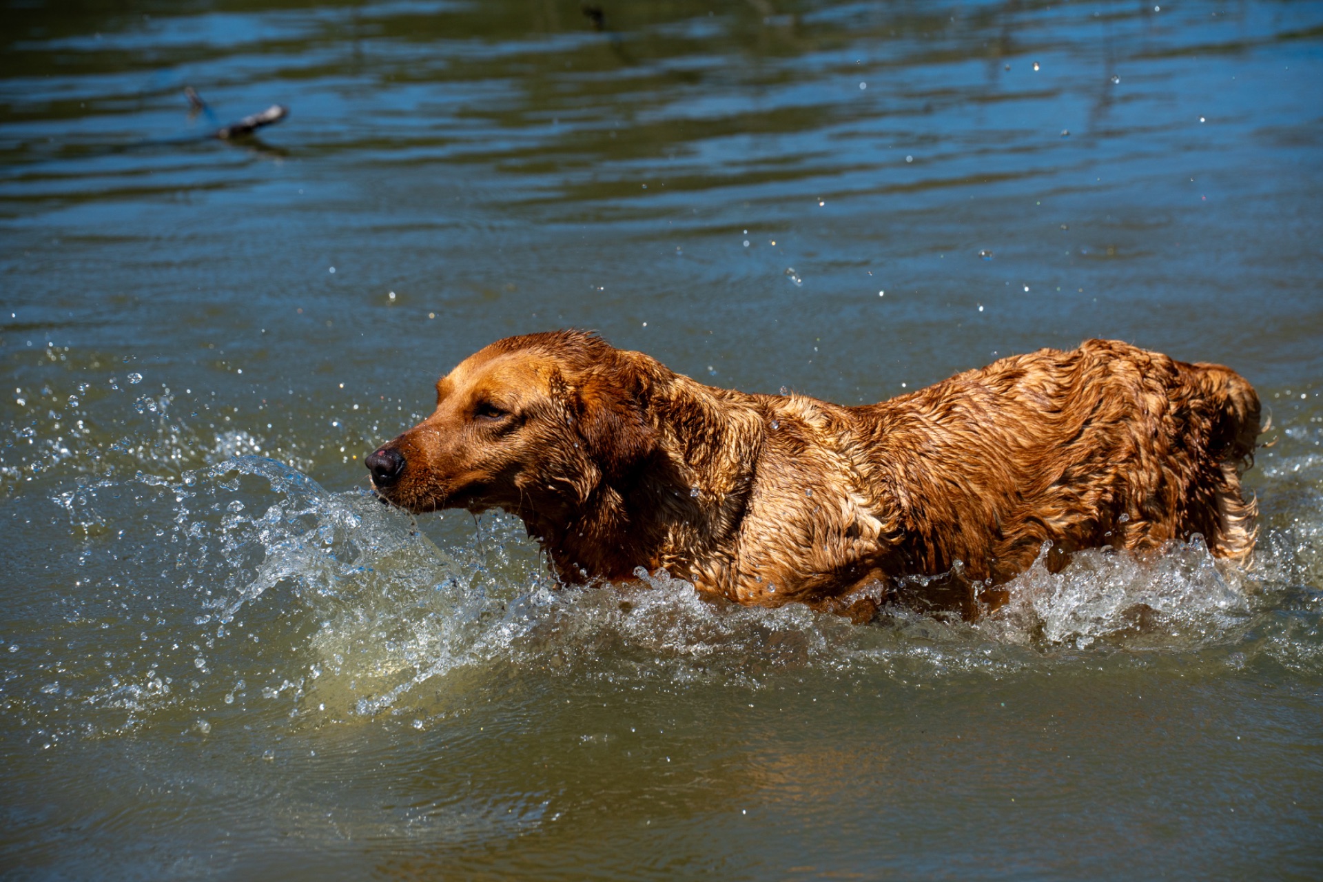 Wigeon Jr "Ace's Wigeon Jr of Redfox"