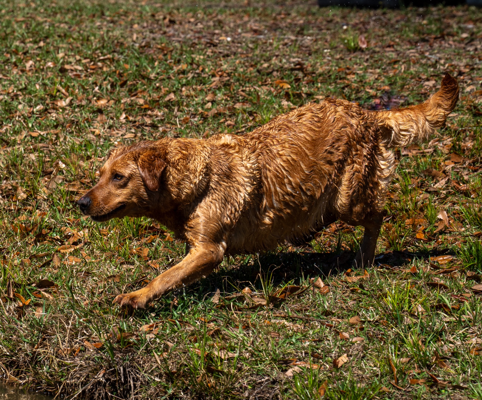 Wigeon Jr "Ace's Wigeon Jr of Redfox" photo 9