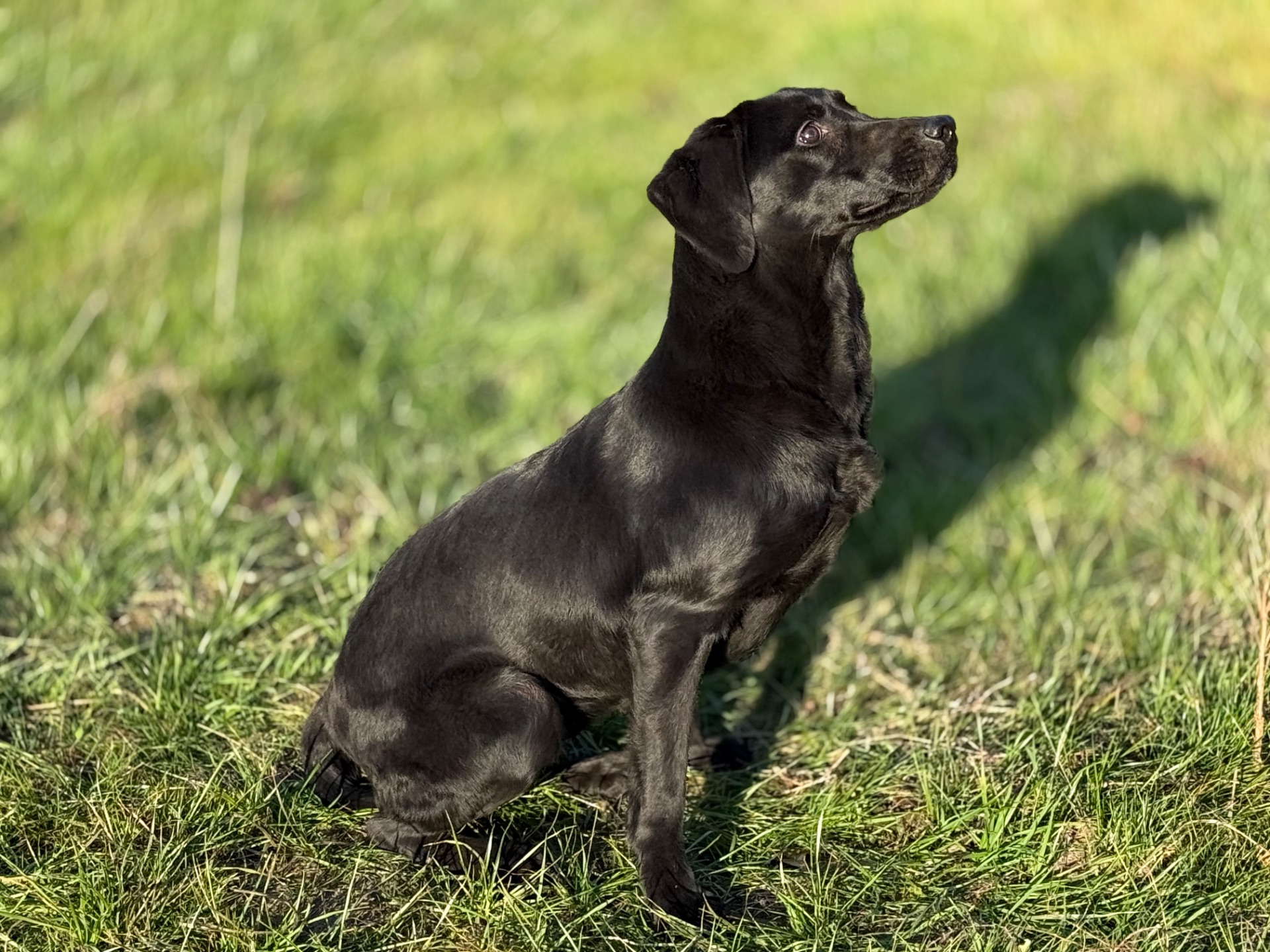 Liberty P. 25 photo 2