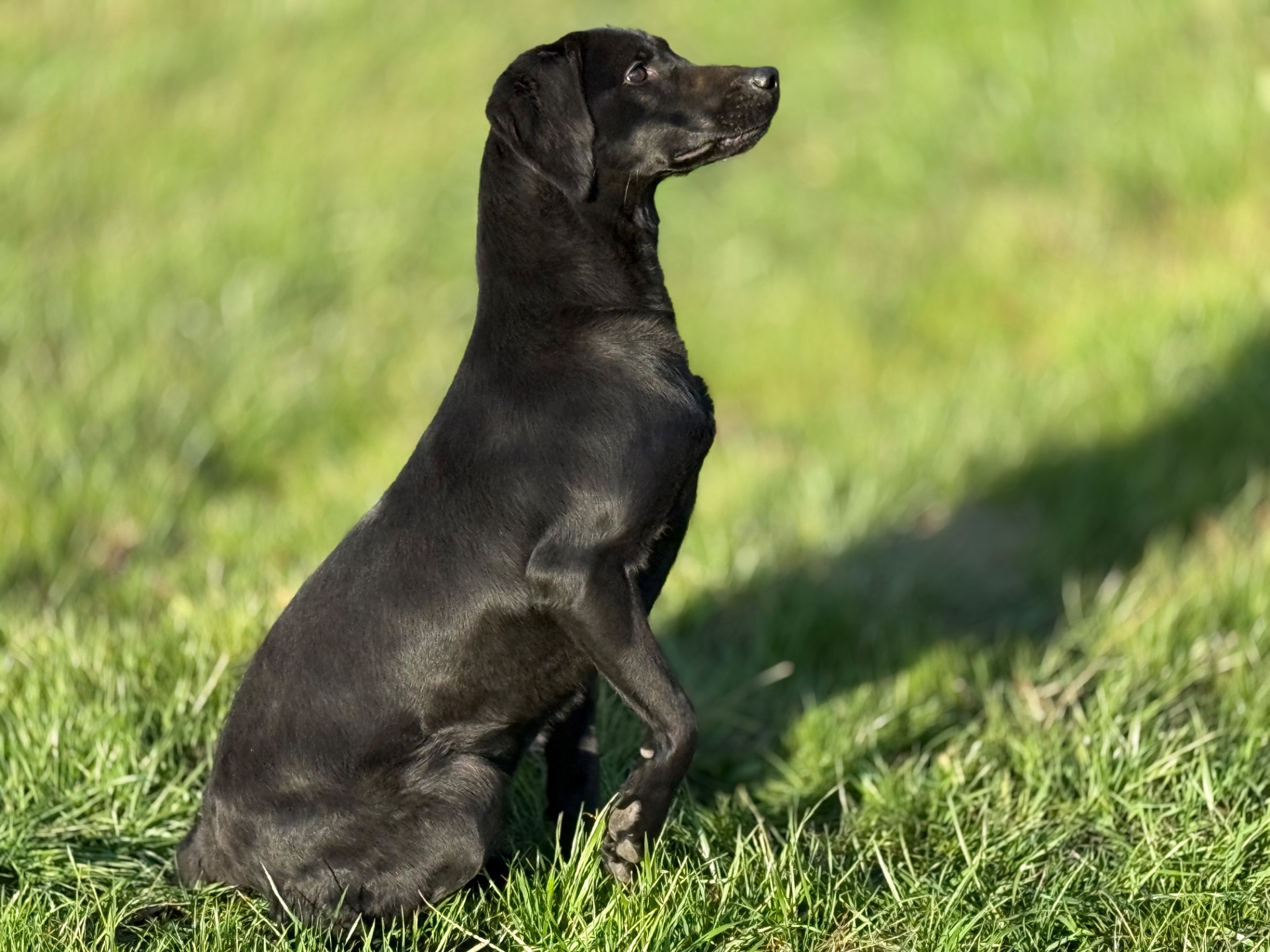 Liberty P. 25 photo 3