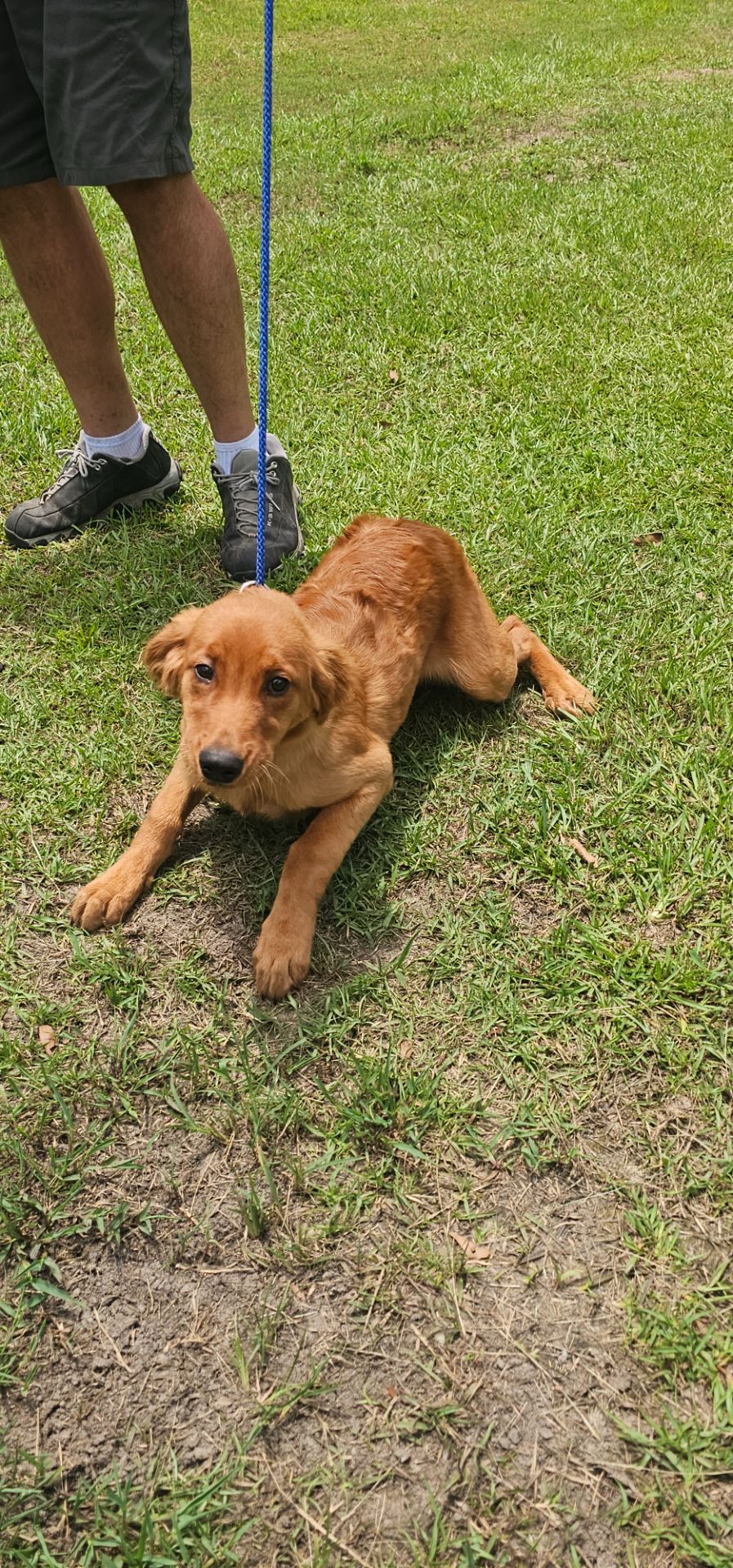 Sophie F. - Golden Retriever