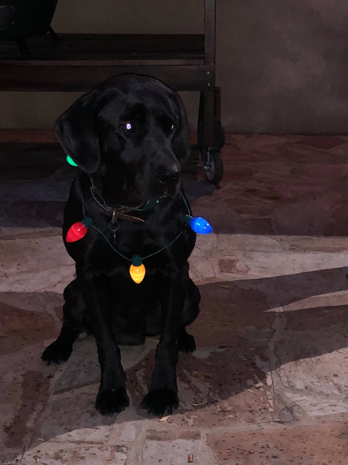 Goose "ELITE FTW BROOKBIRD BANG" photo 3