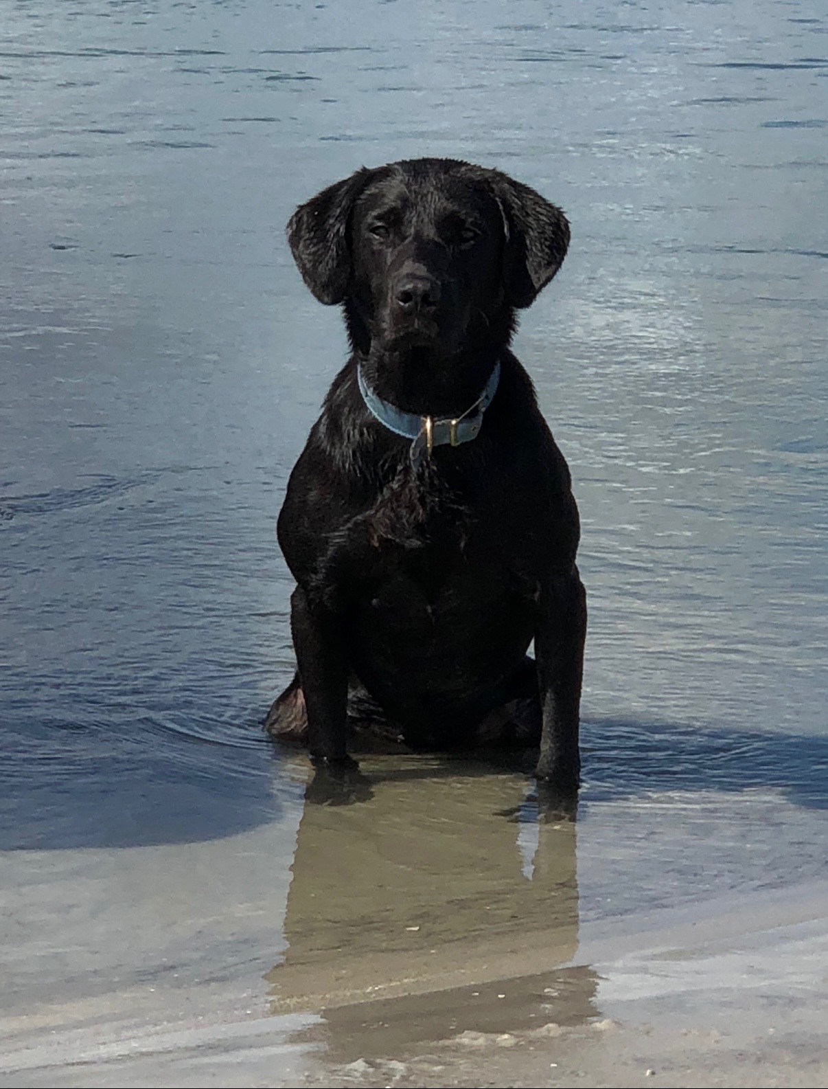 Goose "ELITE FTW BROOKBIRD BANG" photo 4