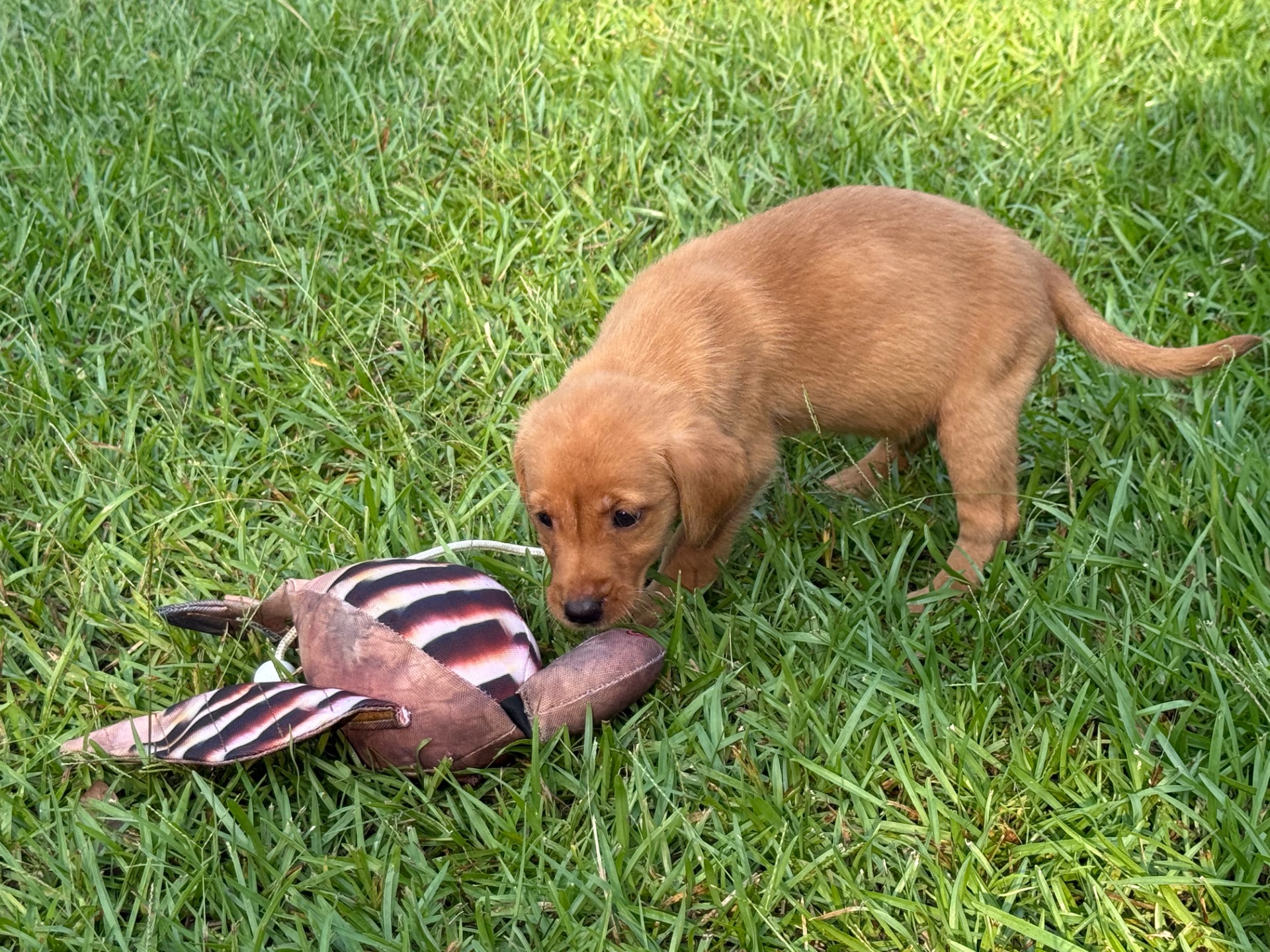 Ruby 26 photo 3