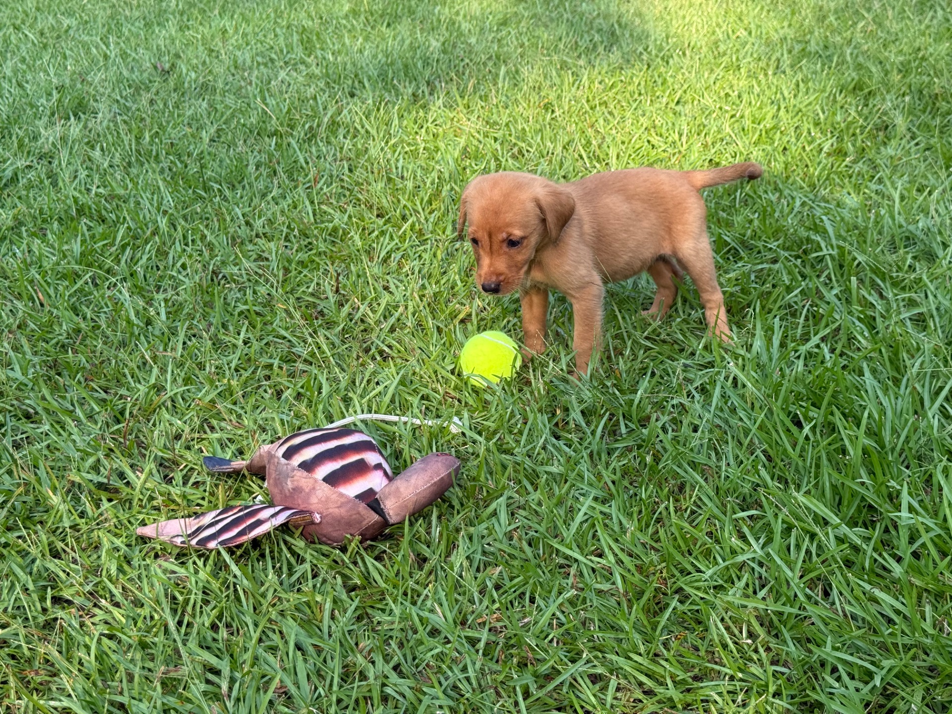 Ruby 26 photo 4