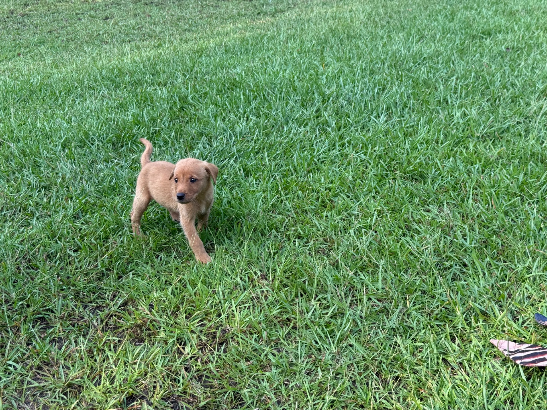 Ruby 26 photo 6
