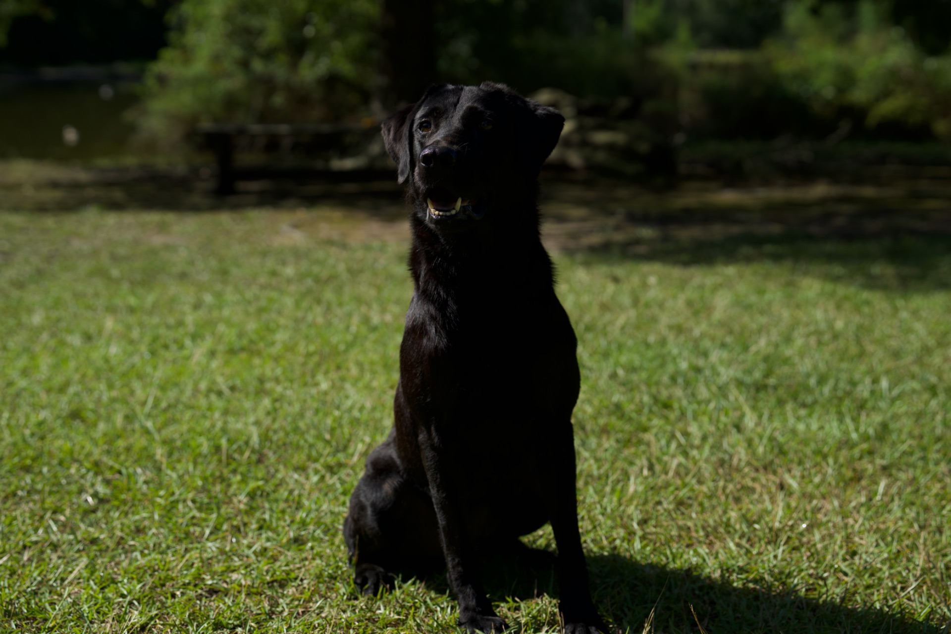 Ace's Deek of Diablo photo 5