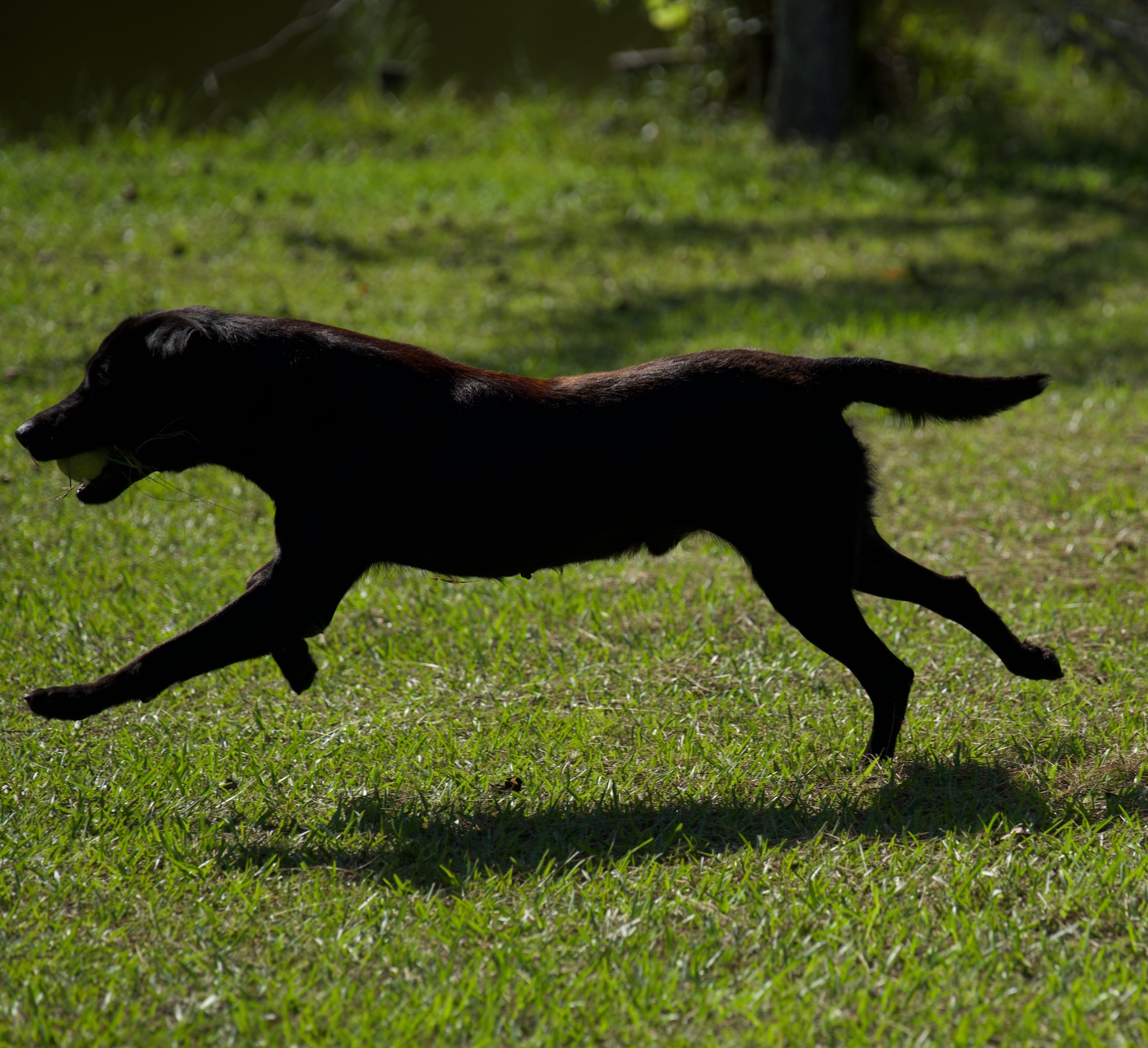 Ace's Deek of Diablo photo 8