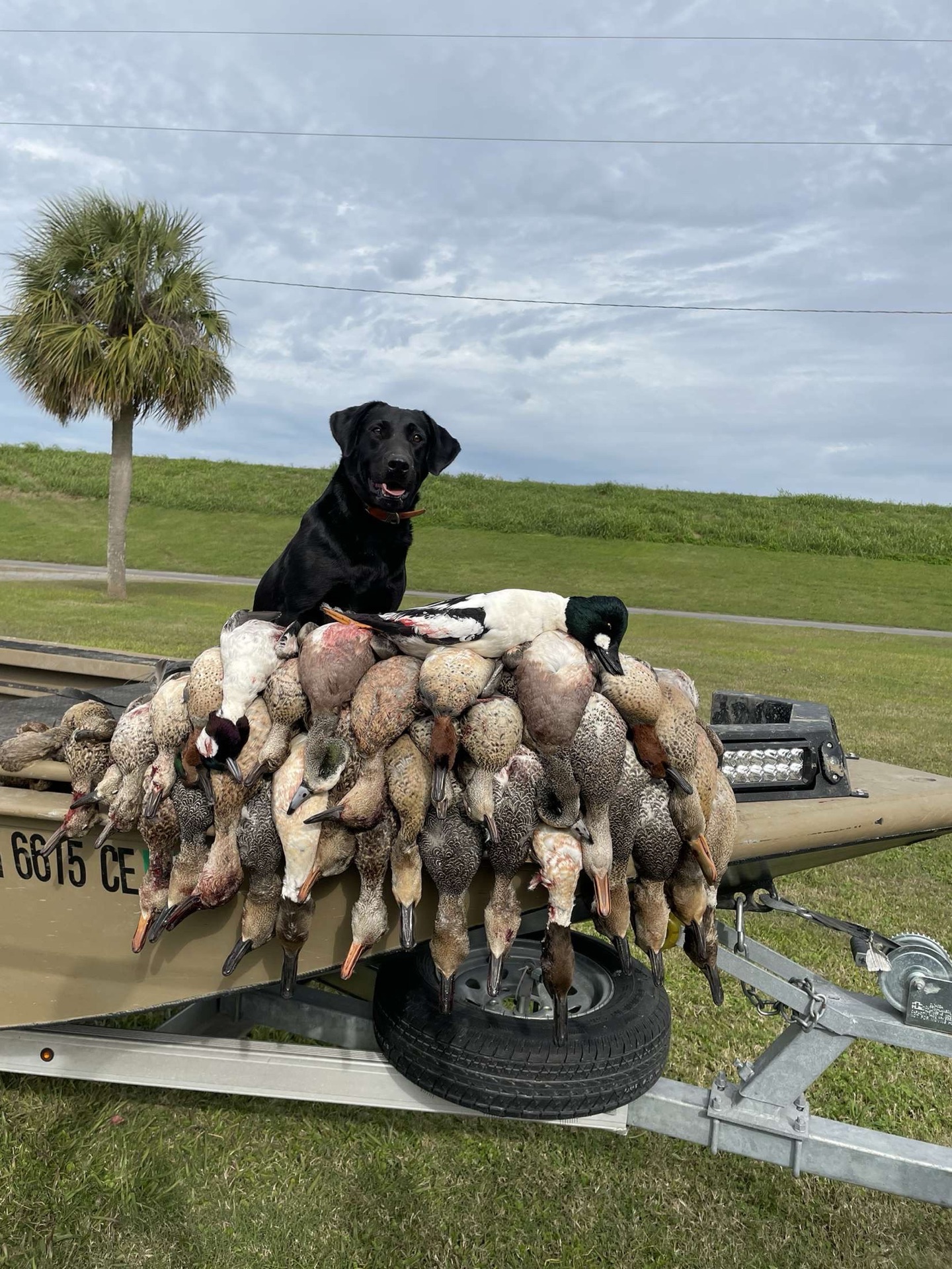 Sky F "ace's Elite Sky Of Choctaw"