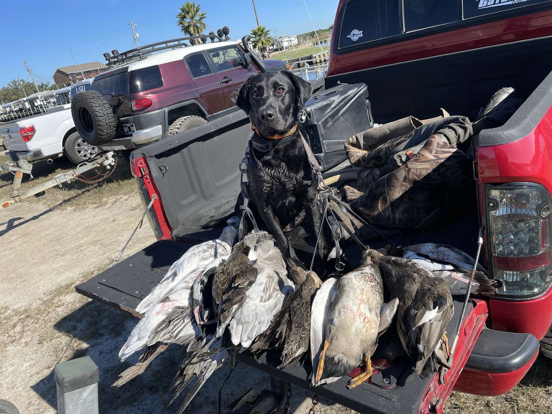 Sky F "ace's Elite Sky Of Choctaw" photo 3